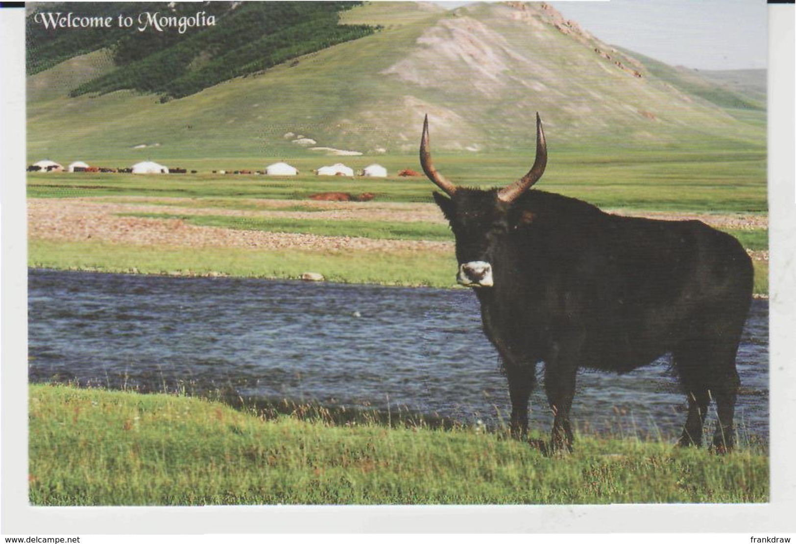 Postcard - Mongolia - The Bull Is A Cross Betqween A Cow And  A Yak - Unused Very Good - Unclassified