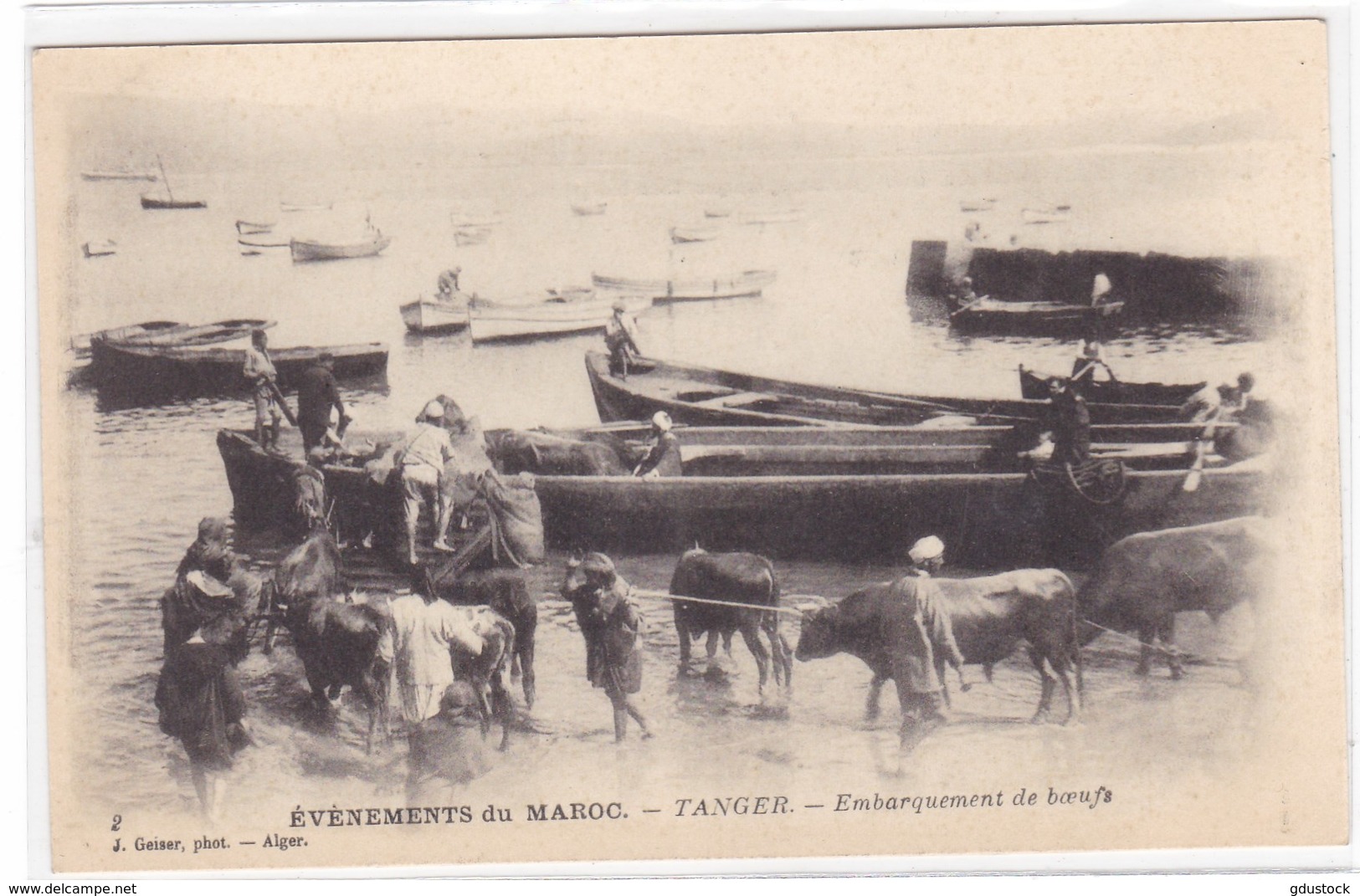 Evènements Du Maroc - Tanger - Embarquement De Boeufs - Tanger