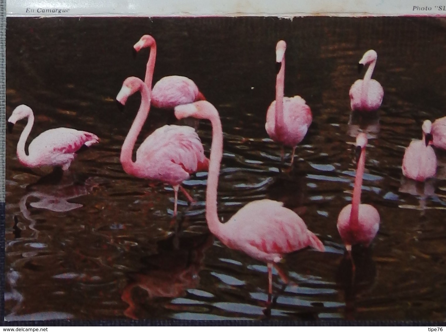 Petit Calendrier Poche 1984 Flamand  Rose - Laiterie De Tourneuve Orvault - Small : 1981-90