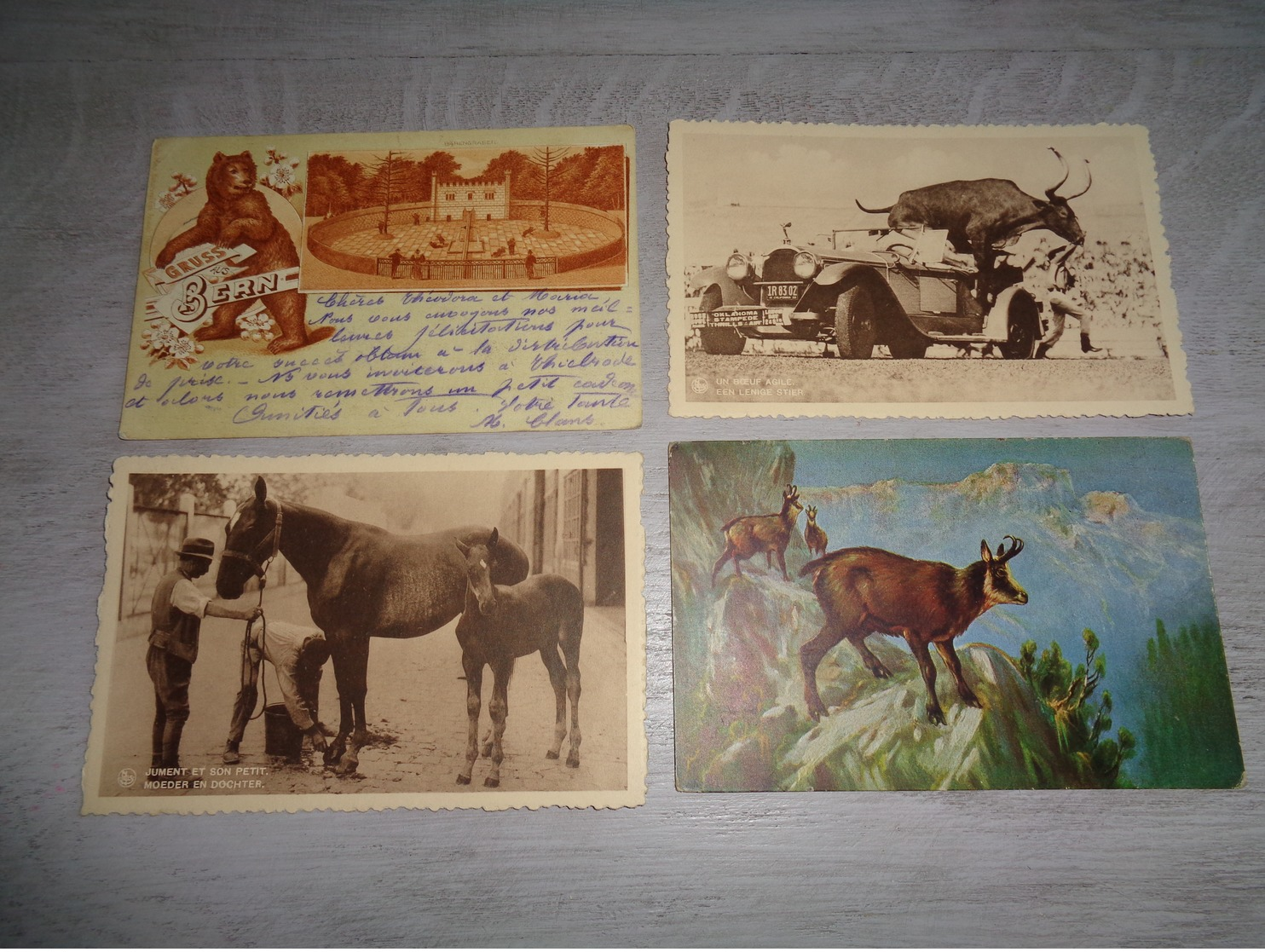 Beau Lot 60 Cartes Postales D' Animaux  Animal         Mooi Lot Van 60 Postkaarten Van Dieren  Dier  - 60 Scans - 5 - 99 Cartes