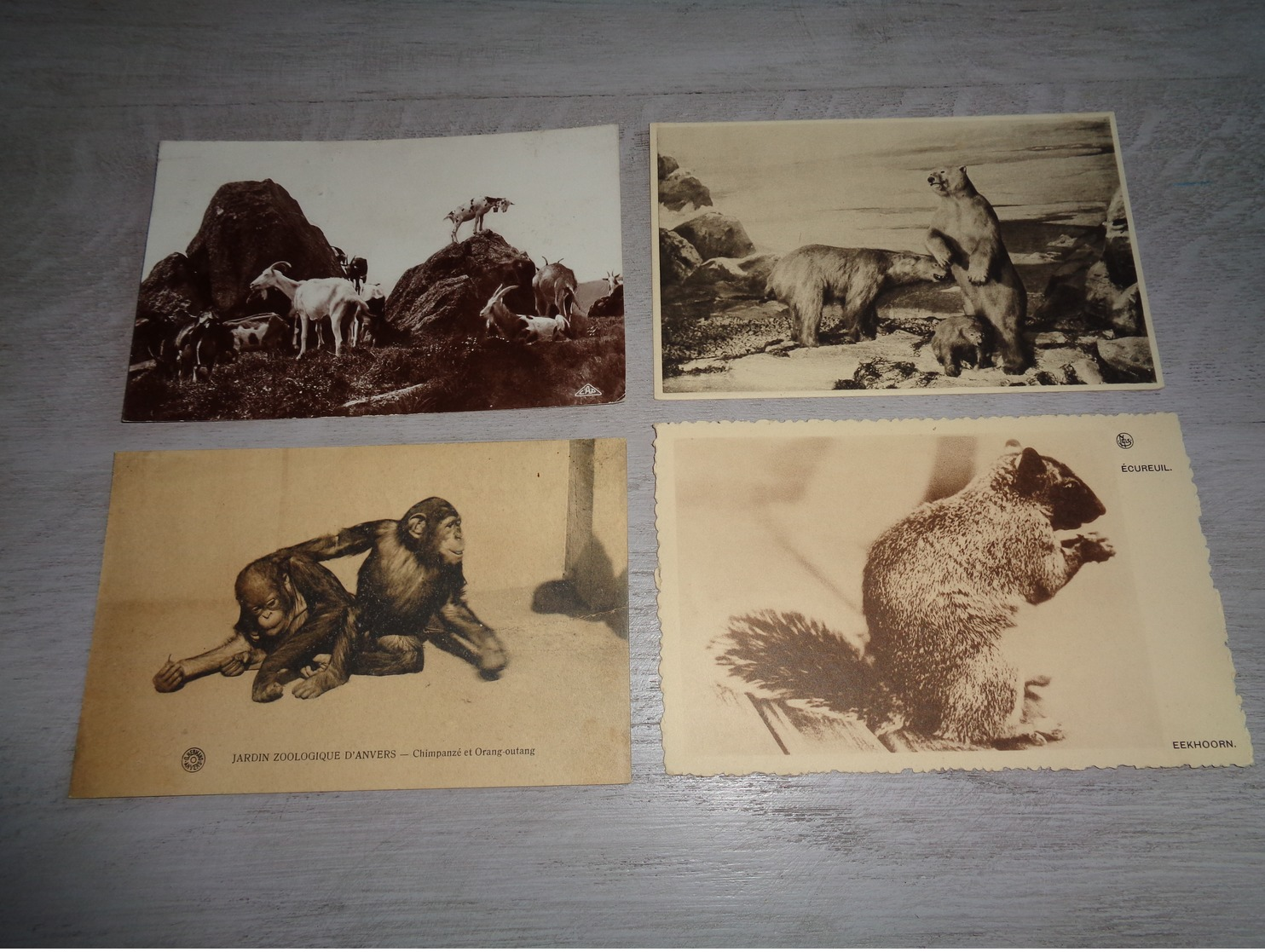 Beau Lot 60 Cartes Postales D' Animaux  Animal         Mooi Lot Van 60 Postkaarten Van Dieren  Dier  - 60 Scans - 5 - 99 Cartes