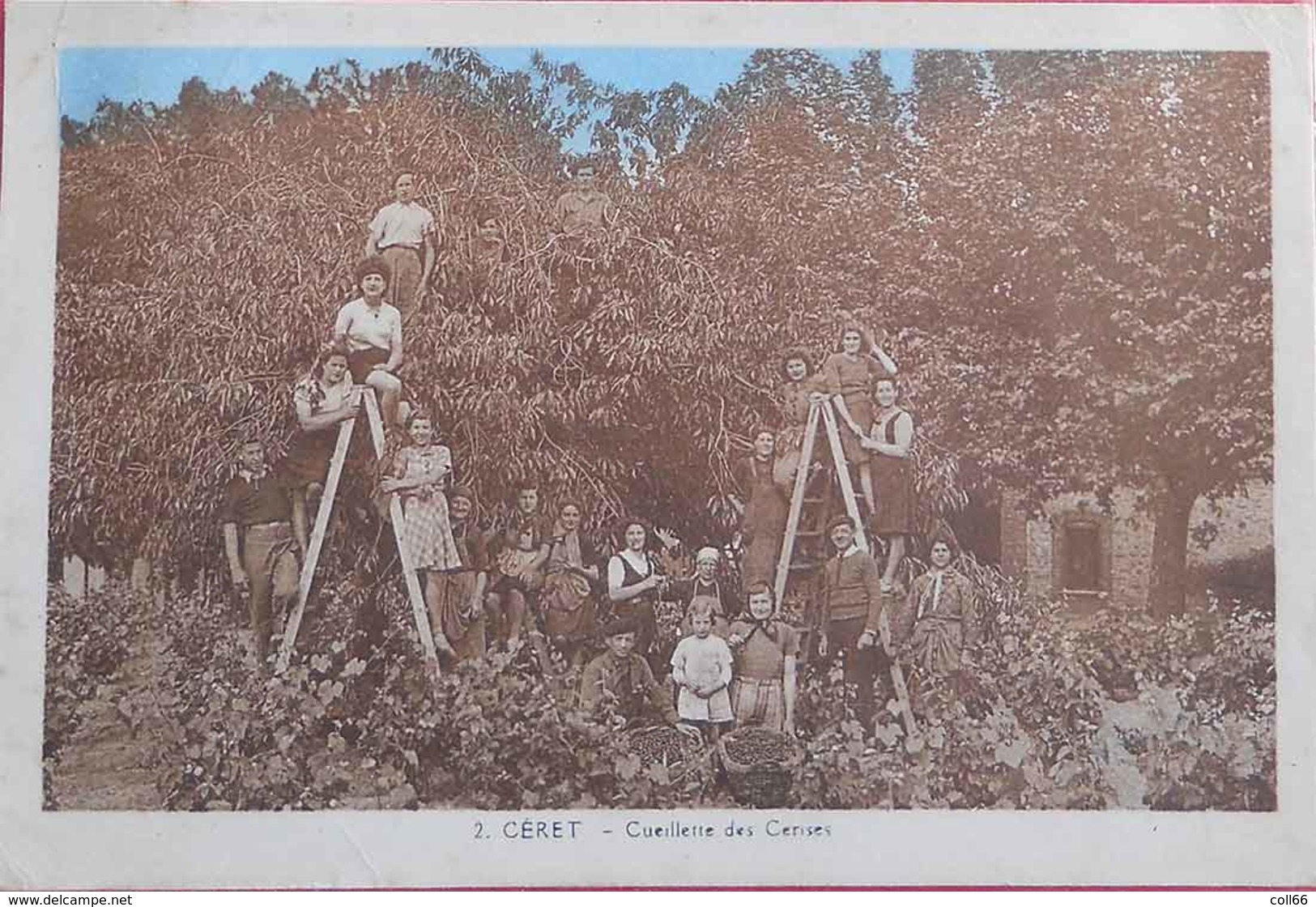 66 Ceret 1945 Cueillette Des Cerises TB Animée éditeur Aspart N°2 Ceret Dos Scanné - Ceret