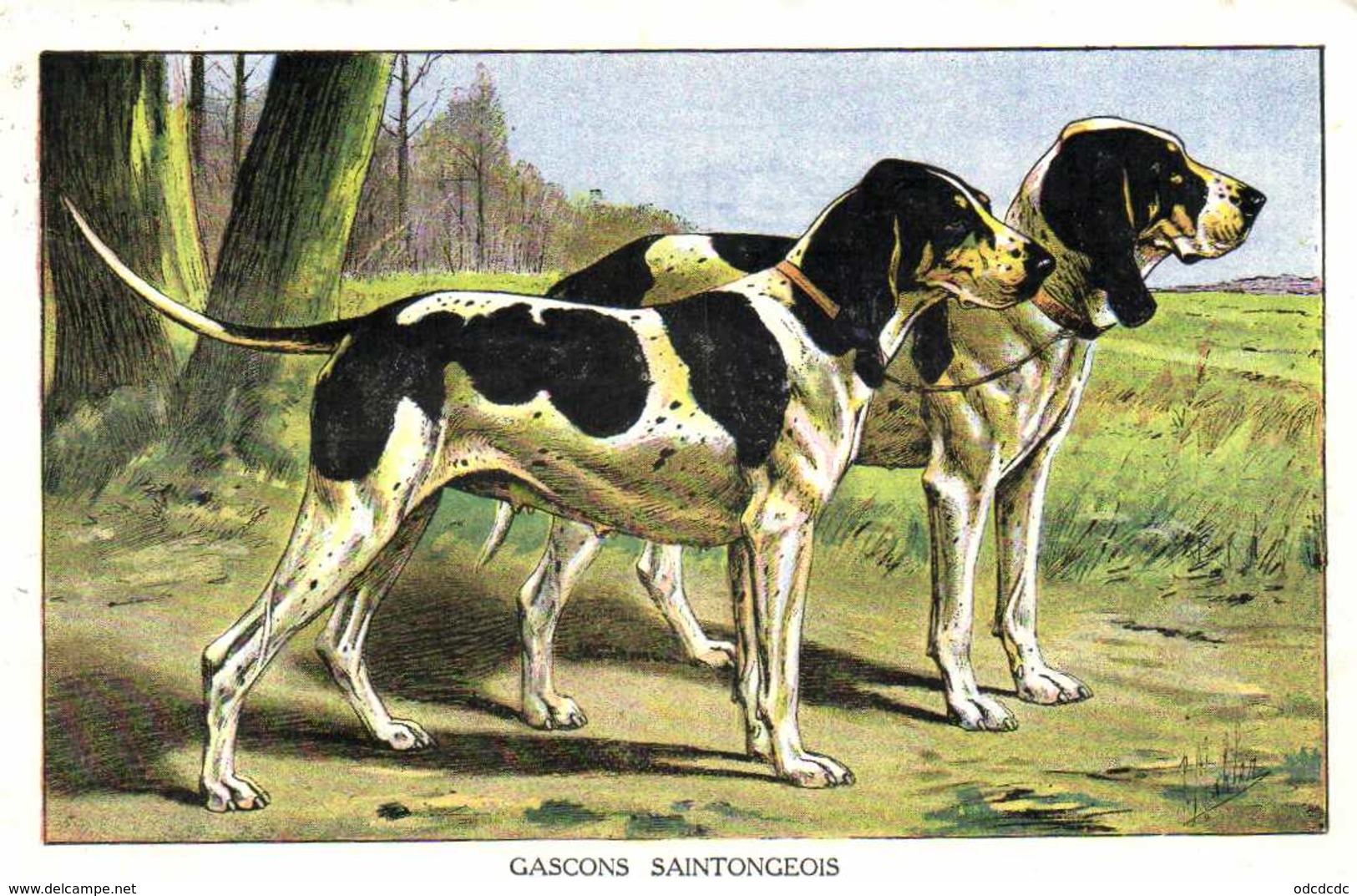 GASCONS SAINTONGEOIS  RV  LE CHASSEUR FRANCAIS  Saint Etienne - Chiens