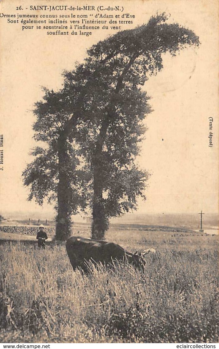 Saint Jacut De La Mer        22         Arbre Nommé. Ormes Jumeaux D'Adam Et Eve        (voir Scan) - Saint-Jacut-de-la-Mer