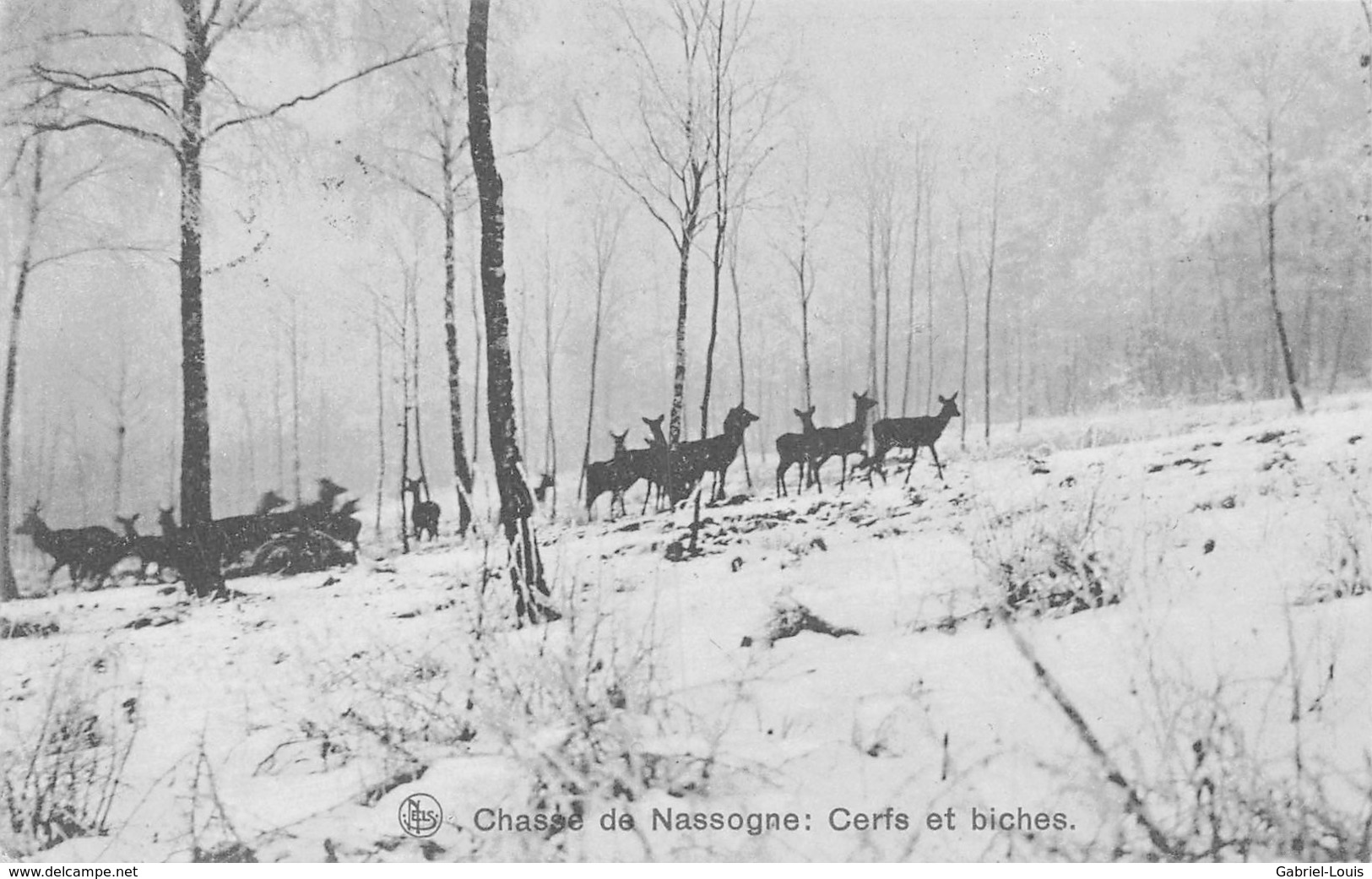 Chasse De Nassogne: Cerf Et Biches - Nassogne