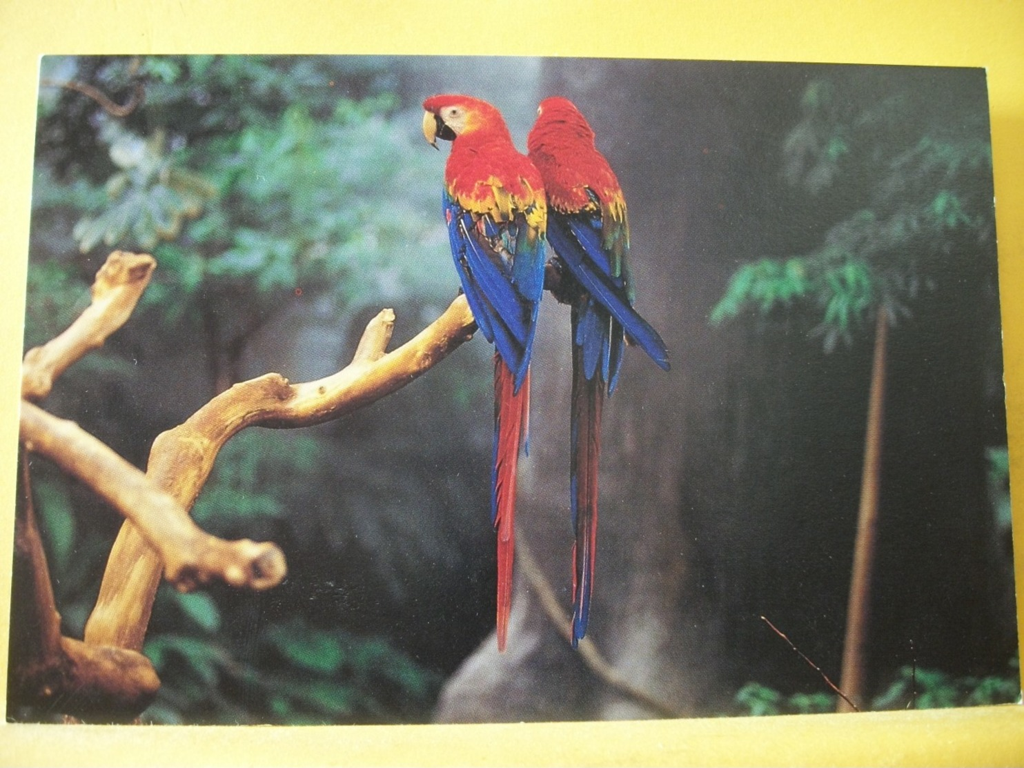 B21 4780 CPM - CANADA. ARA ROUGE / SCARLET MACAW. - Oiseaux