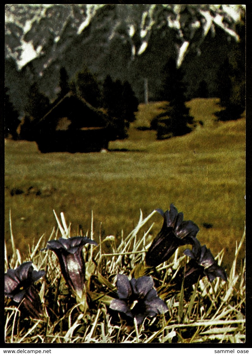 Stengelloser Enzian  -  DJH / Deutsche Jugend Herberge  -  Ansichtskarte Ca. 1975    (11787) - Blumen