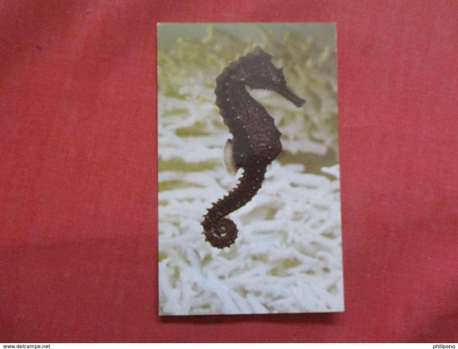 Female Atlantic Seahorse   -ref    3550 - Fish & Shellfish