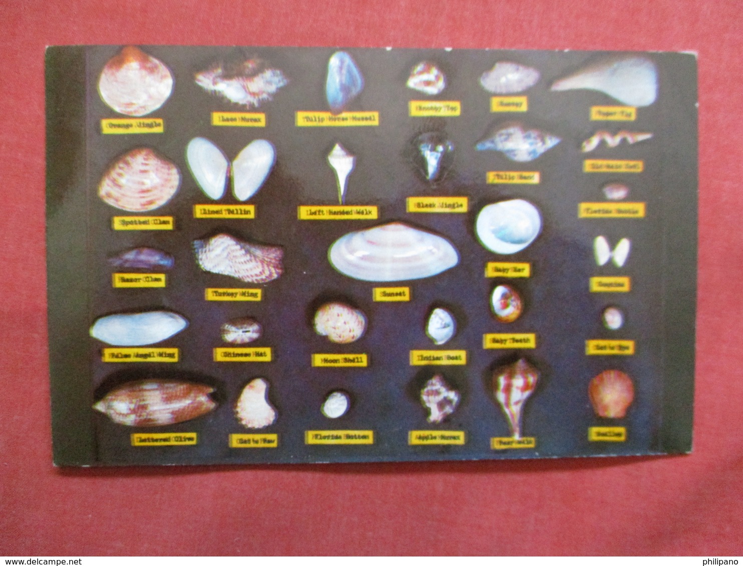 Shell Chart   Shells Found On Beaches Of  In Florida     -ref    3550 - Other & Unclassified