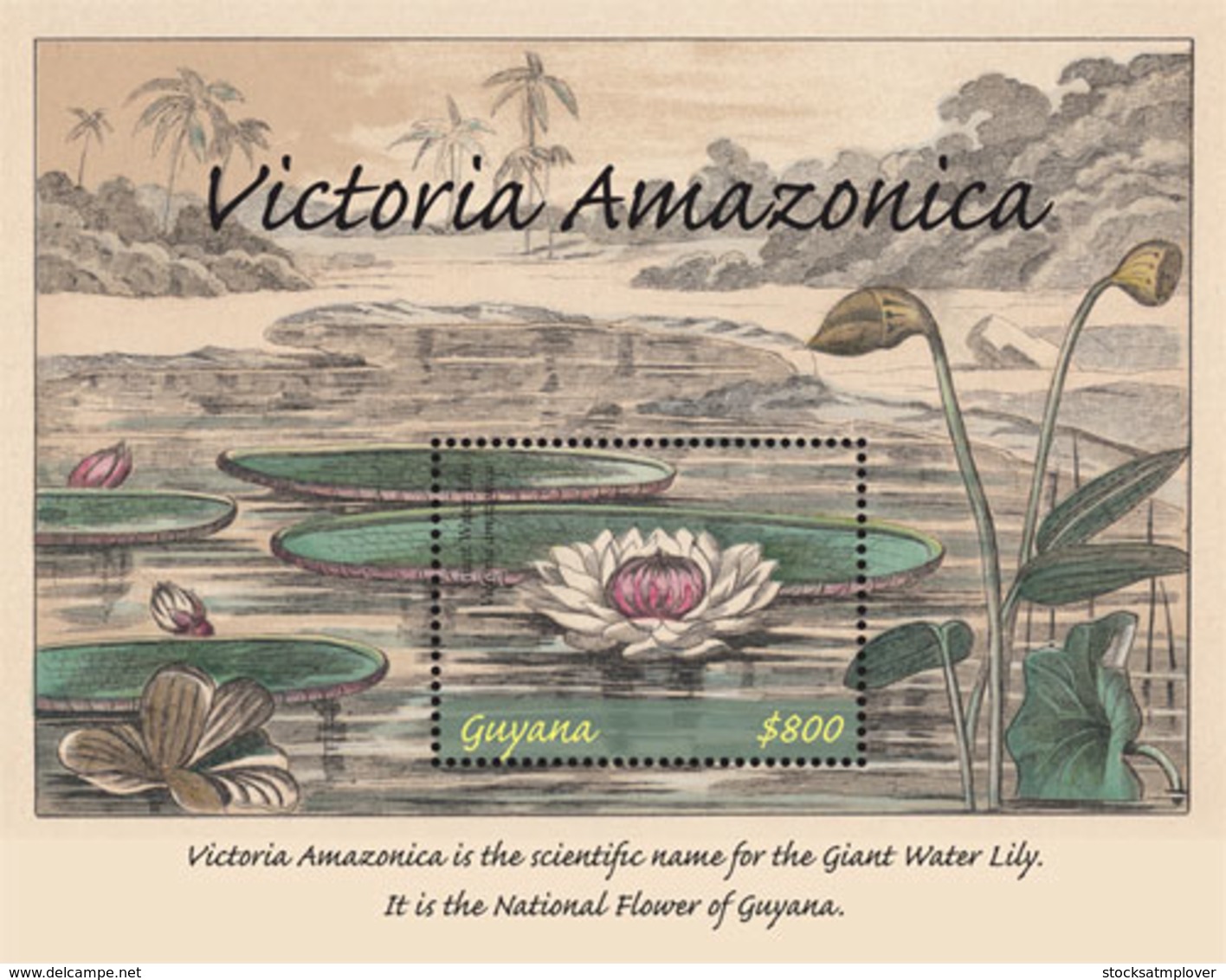 Guyana 2019 Amazon Water-lily  ,flower   I201901 - Guyana (1966-...)