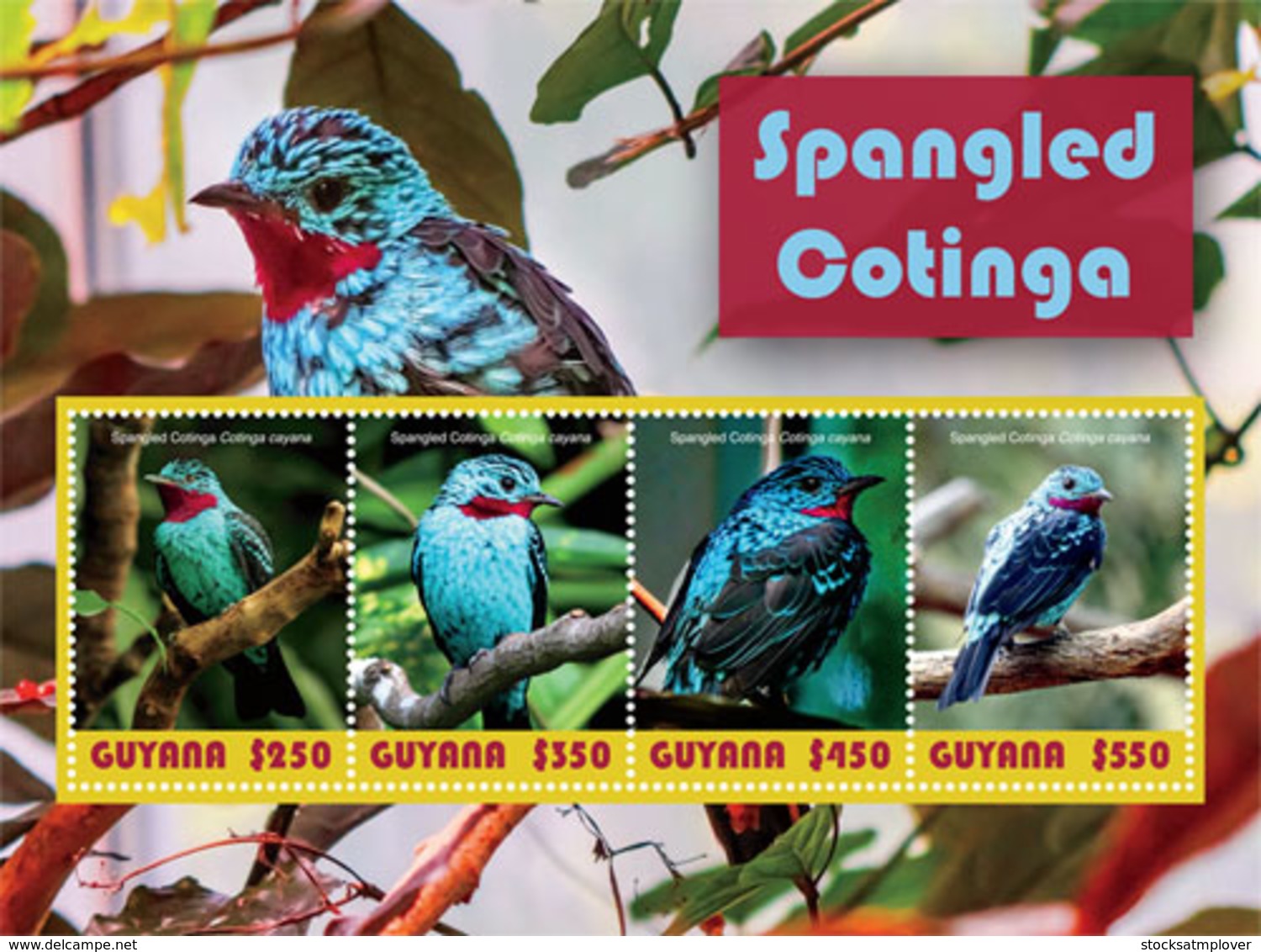 Guyana 2019  Fauna  Bird   Spangled Cotinga  I201901 - Guyane (1966-...)