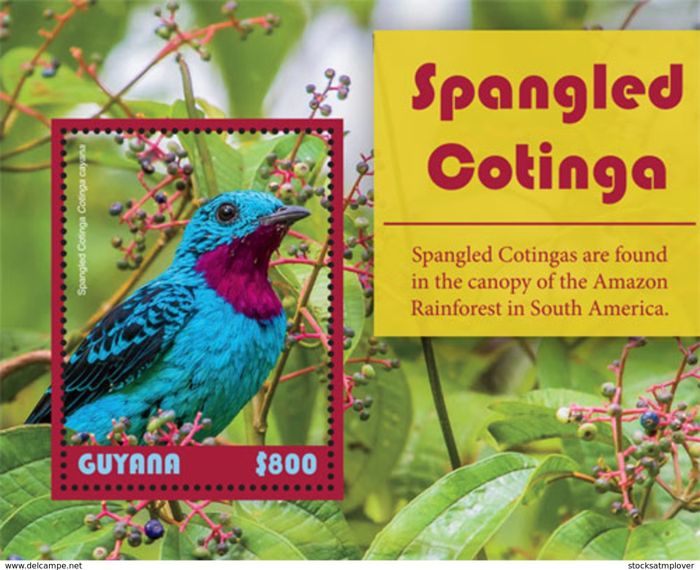 Guyana 2019  Fauna  Bird   Spangled Cotinga  I201901 - Guyana (1966-...)