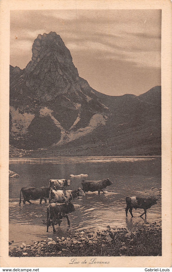 Lac De Lovenex - Lac Tanay - Troupeau De Vaches - Torreau - Sonstige & Ohne Zuordnung