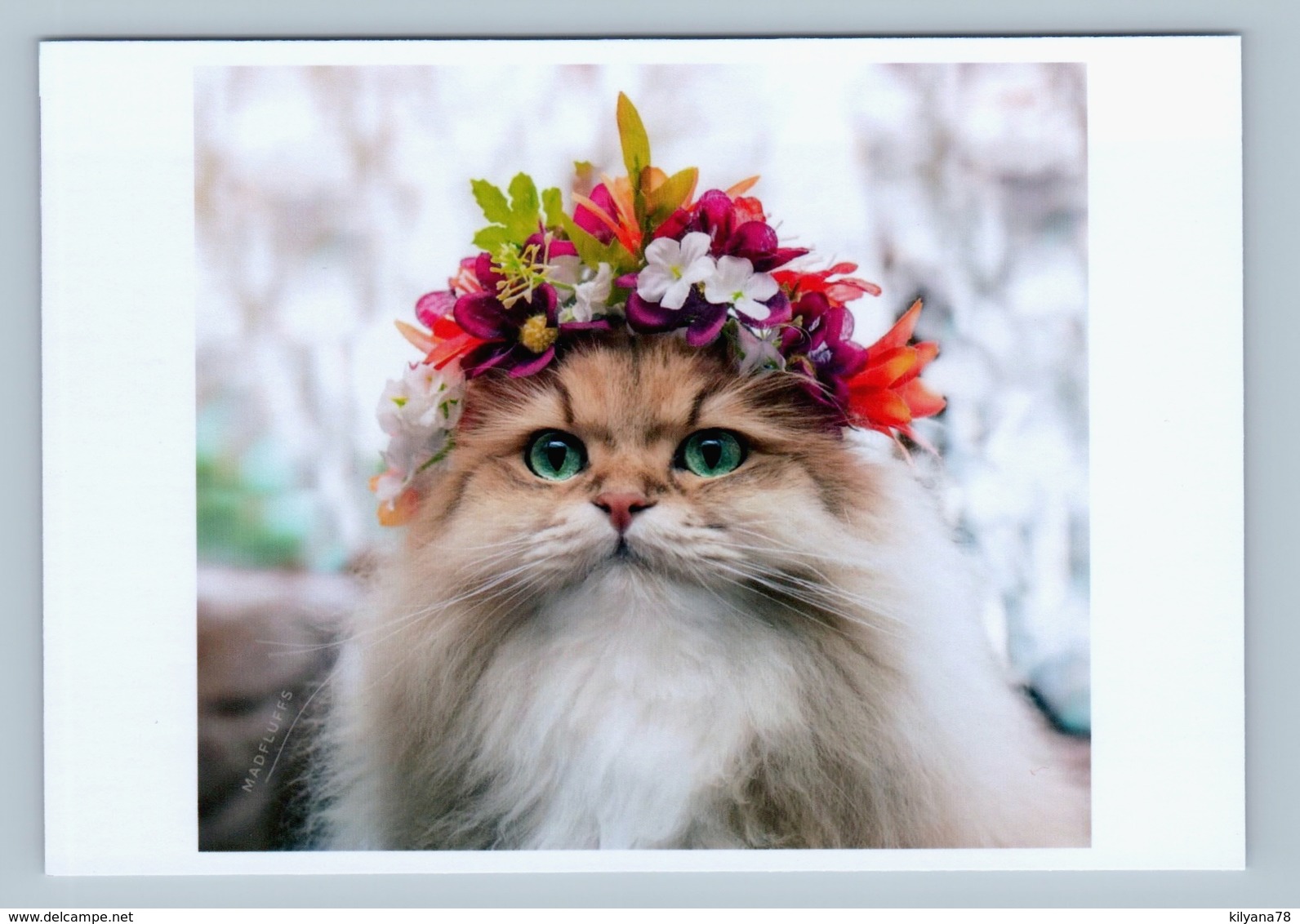 FUNNY CAT With Flower Wreath Green Eyes Gunger New Unposted Postcard - Autres & Non Classés