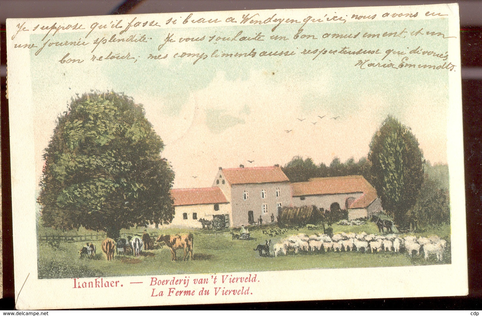 Cpa Lanklaer    Moutons Et Vaches  1906 - Dilsen-Stokkem
