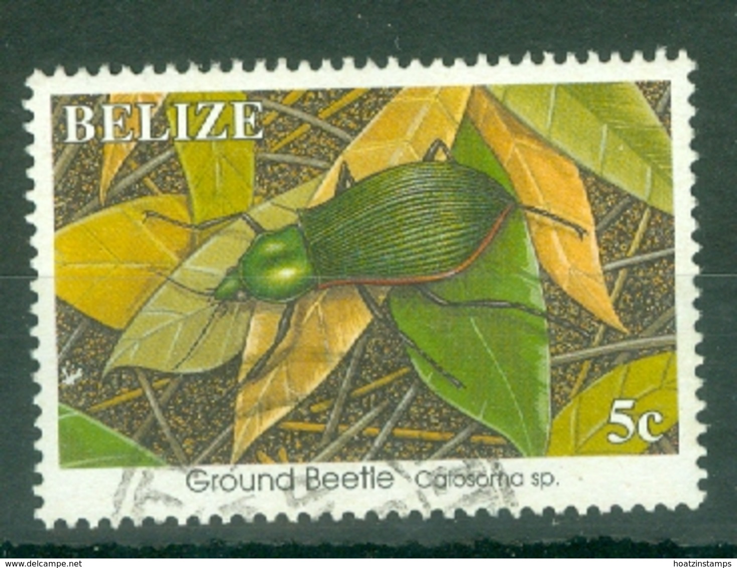 Belize: 1995/96   Insects   SG1170A    5c  Used - Belize (1973-...)