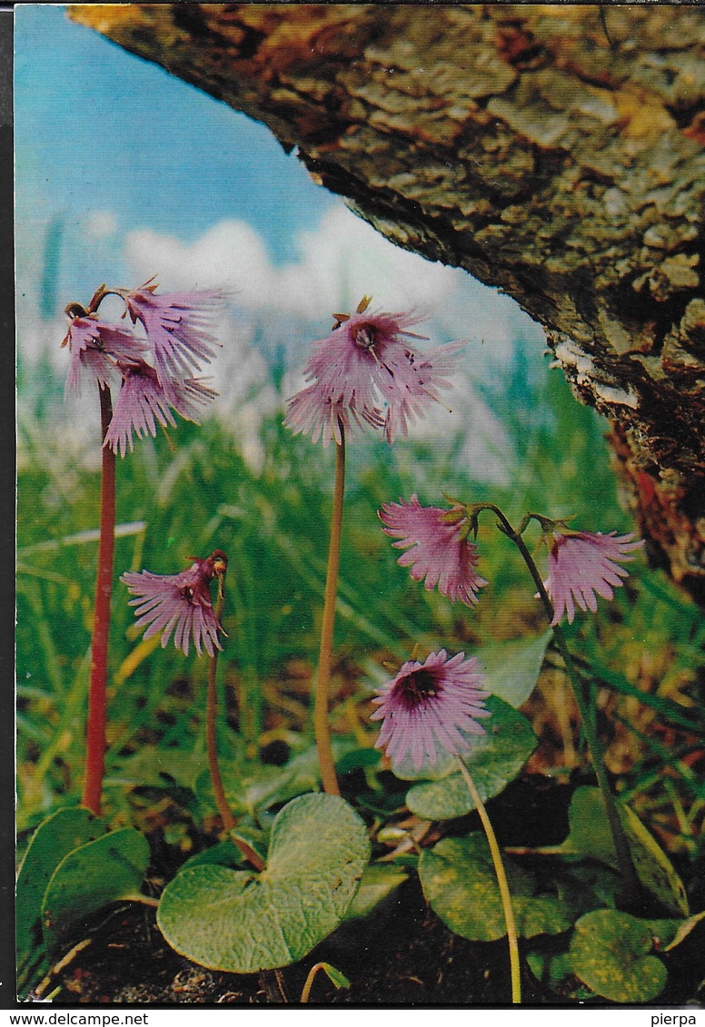 SOLDANELLA MINIMA - SERIE FLORA ALPINA - EDIZ. ENRICO IVREA - NUOVA - Bloemen