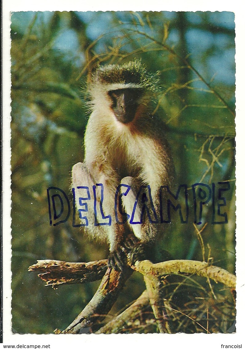 Cercopitheque. Afrique. 1966 - Singes