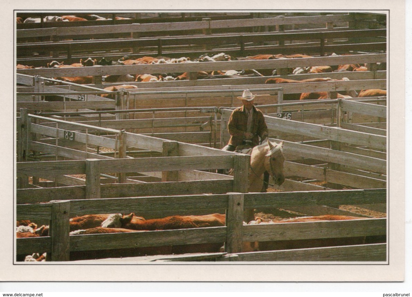 AMARILLO - CATTLE IN THE CORRAL - Amarillo