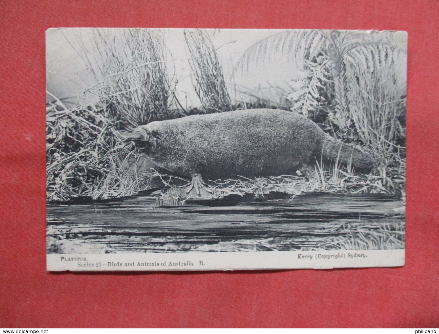 Platypus  Birds & Animals Of Australia   -ref    3551 - Other & Unclassified