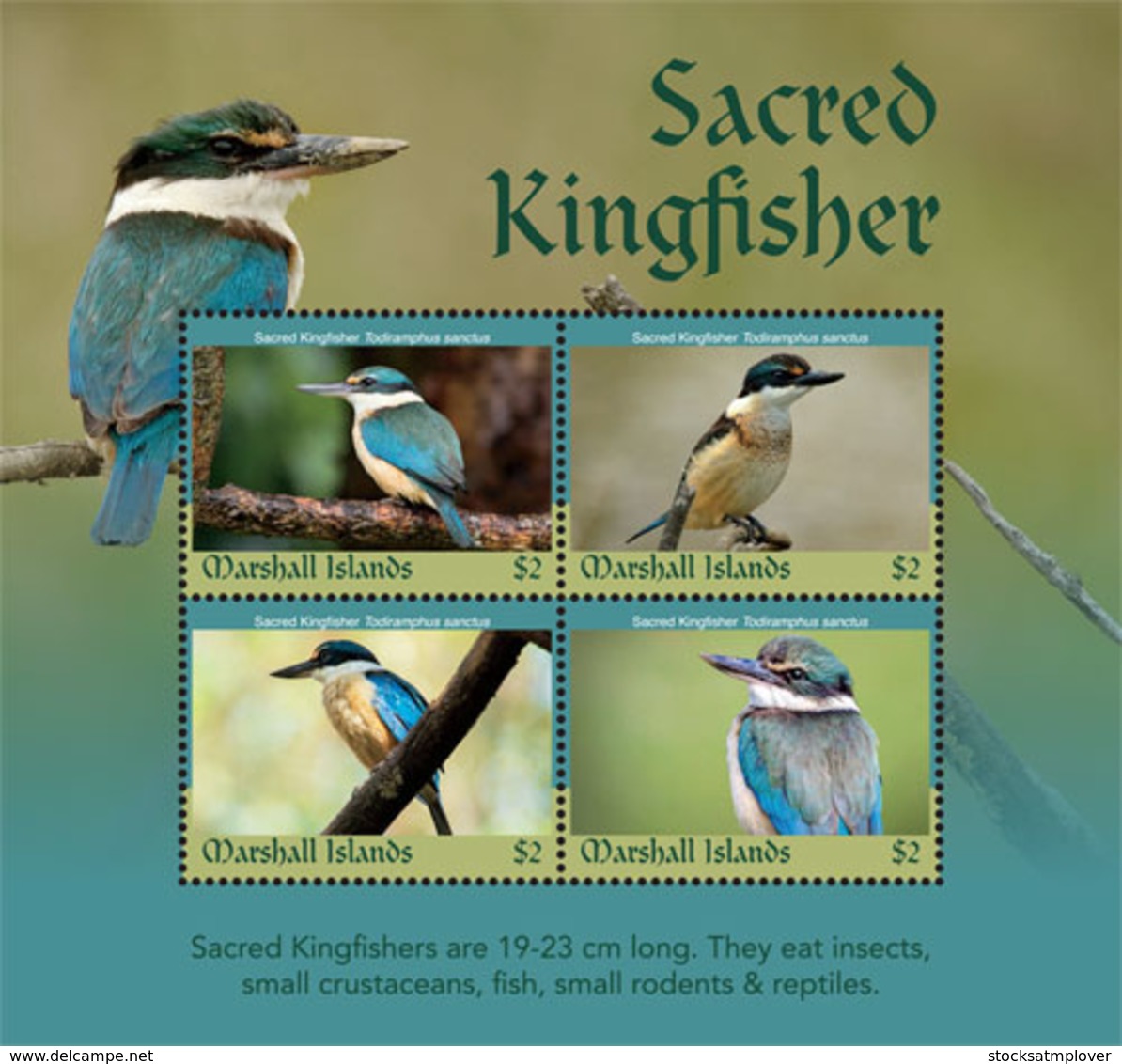 Marshall Islands   2019 Fauna   Sacred Kingfisher   I201901 - Marshallinseln