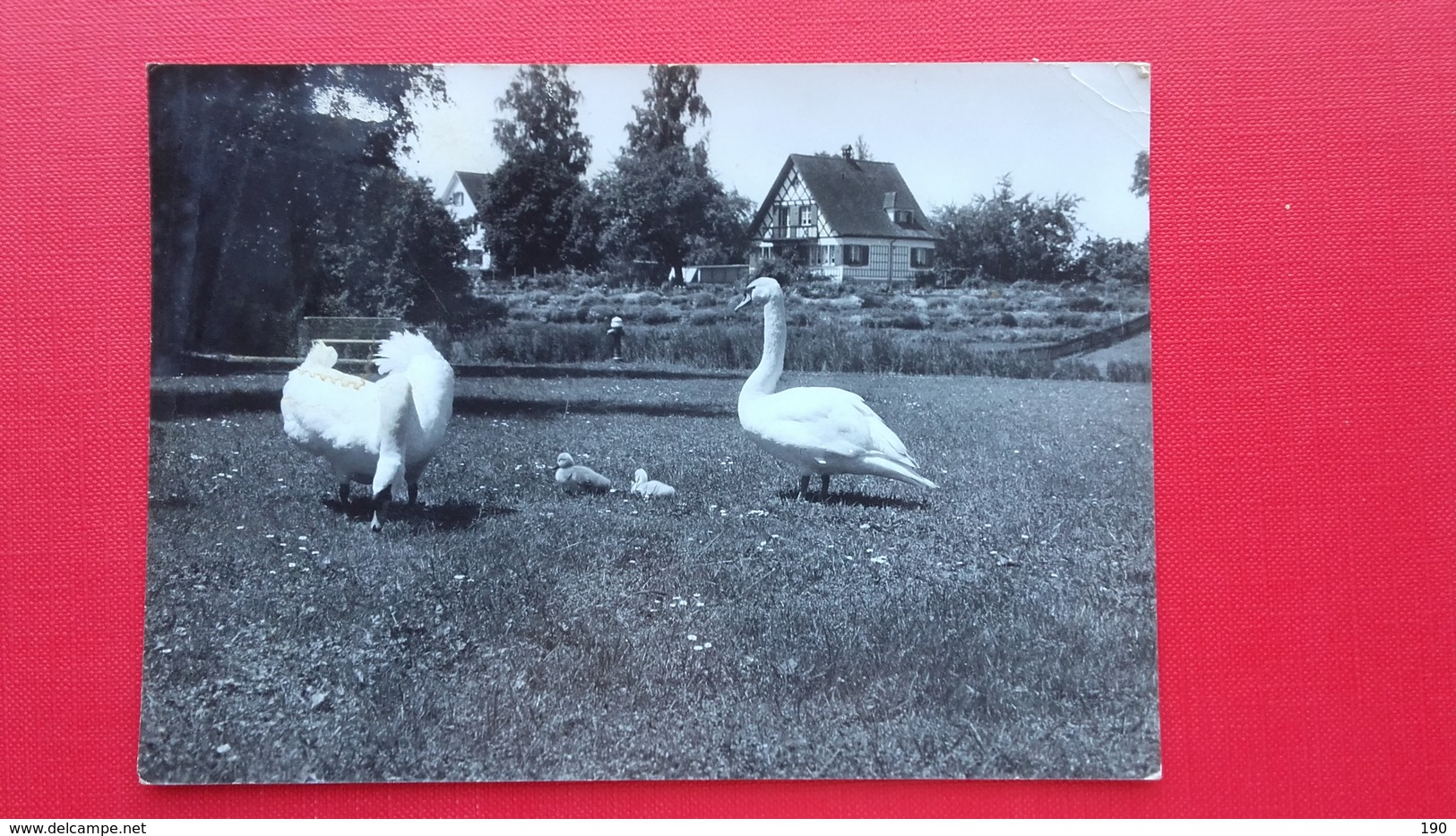 Amriswil.Schwanen Idyll Am Weiherhusli - Amriswil