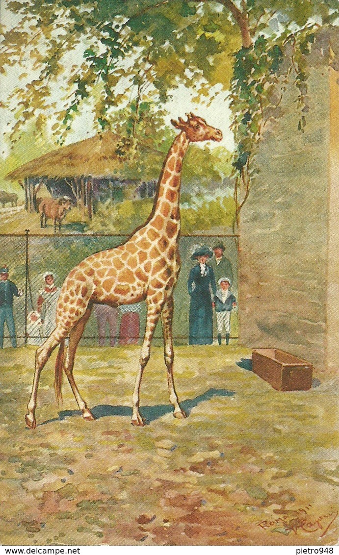 Giraffa, Giraffe, Riproduzione Da Orig., Reproduction, Illustrazione, V. Caponi Illustratore, (E05) - Giraffe