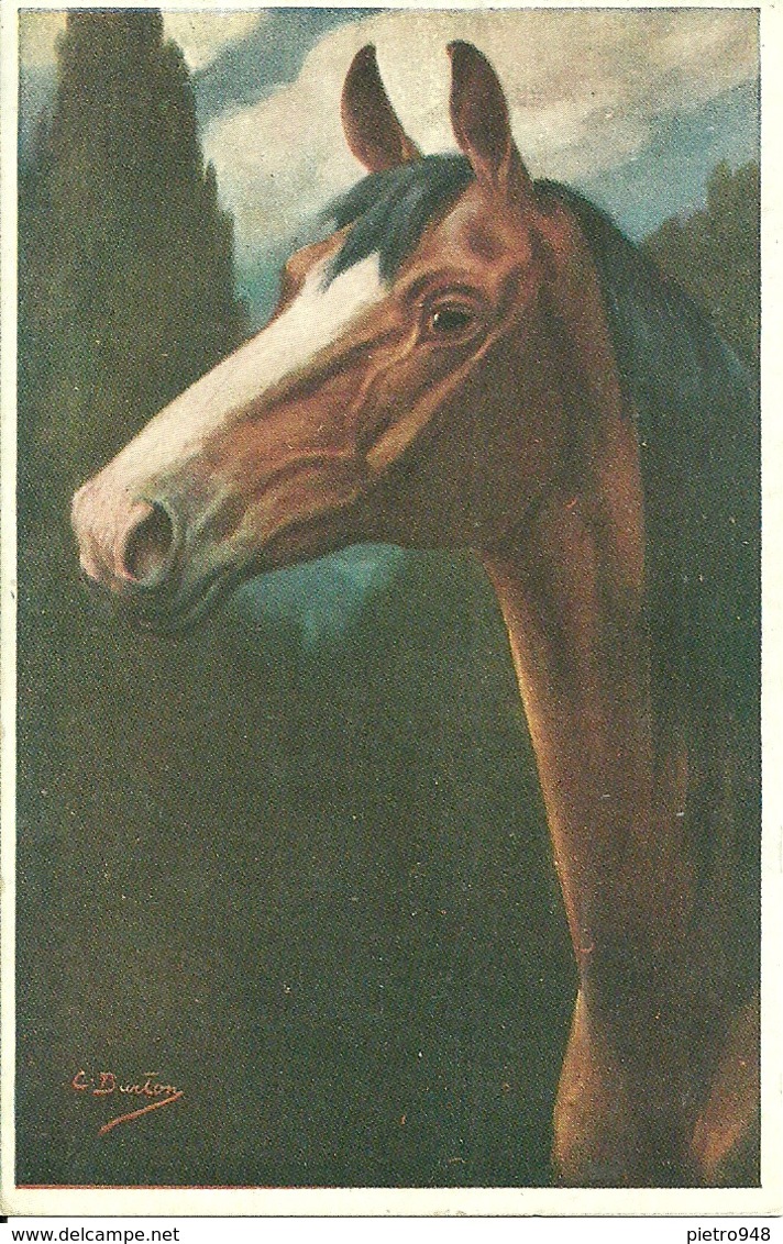 Cavallo, La Testa, Horse, Cheval, Riproduzione Da Orig., Reproduction, Illustrazione, C. Burton Illustratore (E16) - Cavalli