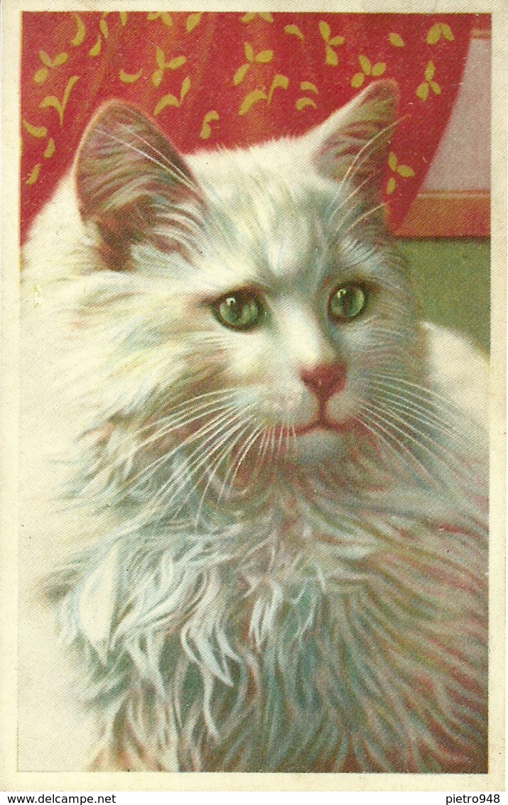 Gatto, Chat, Cat, Katze, Riproduzione Da Orig., Reproduction, (E26) - Gatos