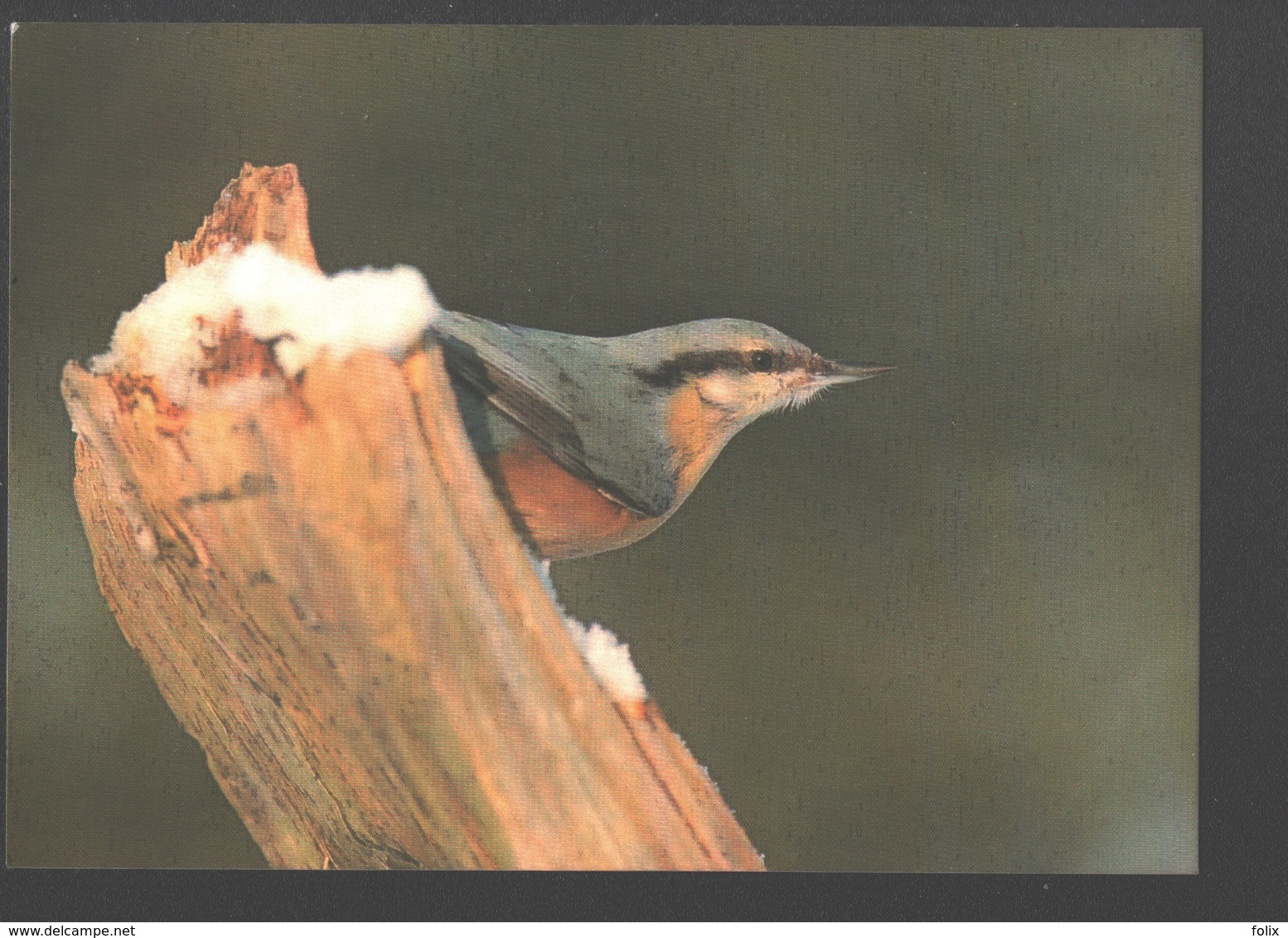 Boomklever / Sittelle Torchepot / Kleiber - Oiseaux