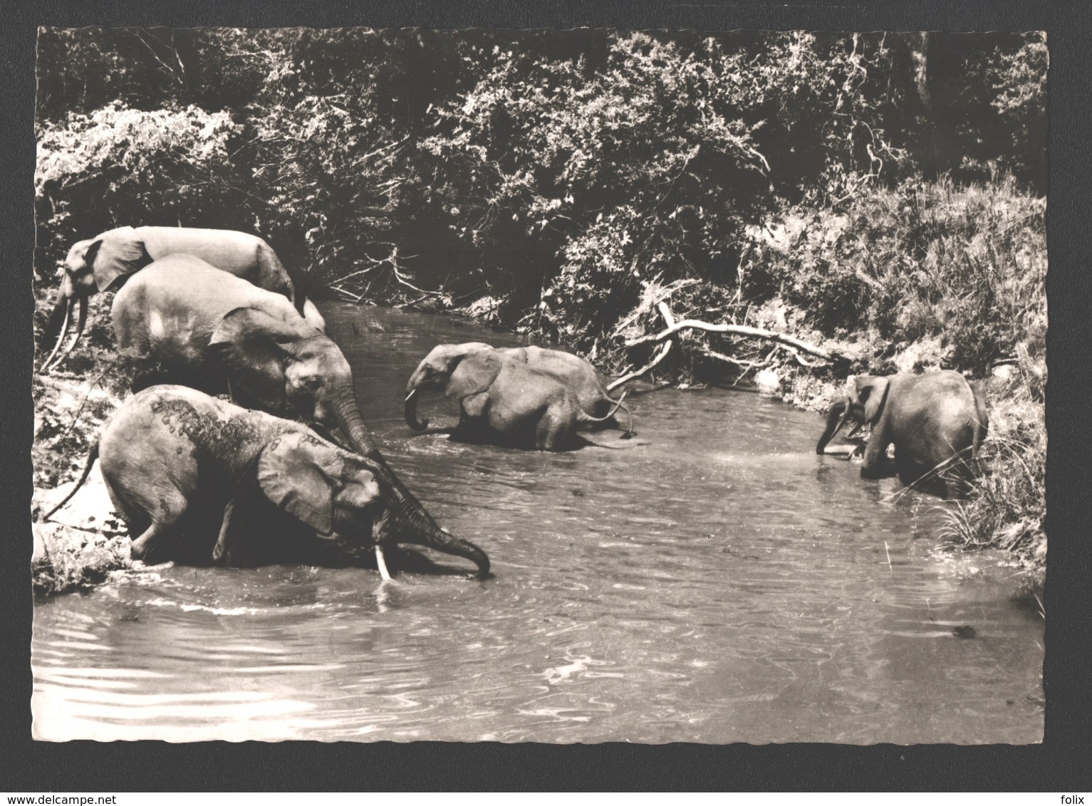 A Travers Le Congo - Elephants Sauvages - Éléphants