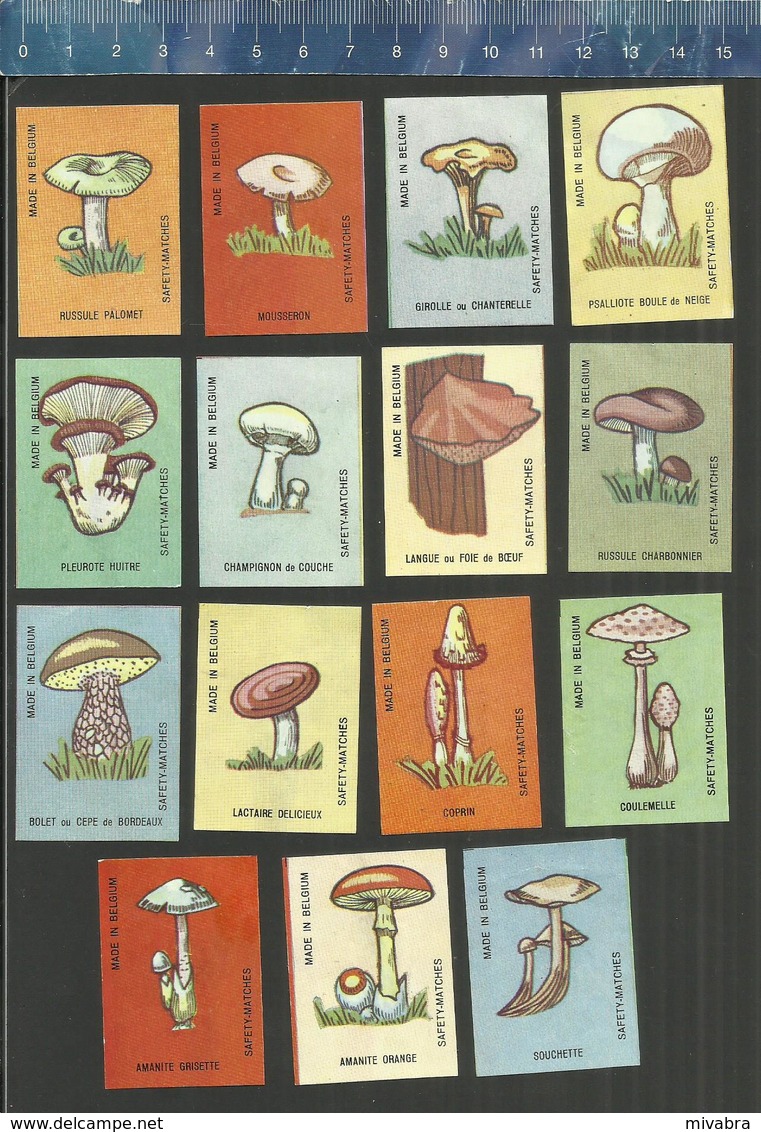 MUSHROOMS PADDESTOELEN PILZE CHAMPIGNONS ZWAMMEN FUNGI FUNGHI AMANITE BOLET RUSSULE CHANTERELLE  Matchbox Labels - Matchbox Labels