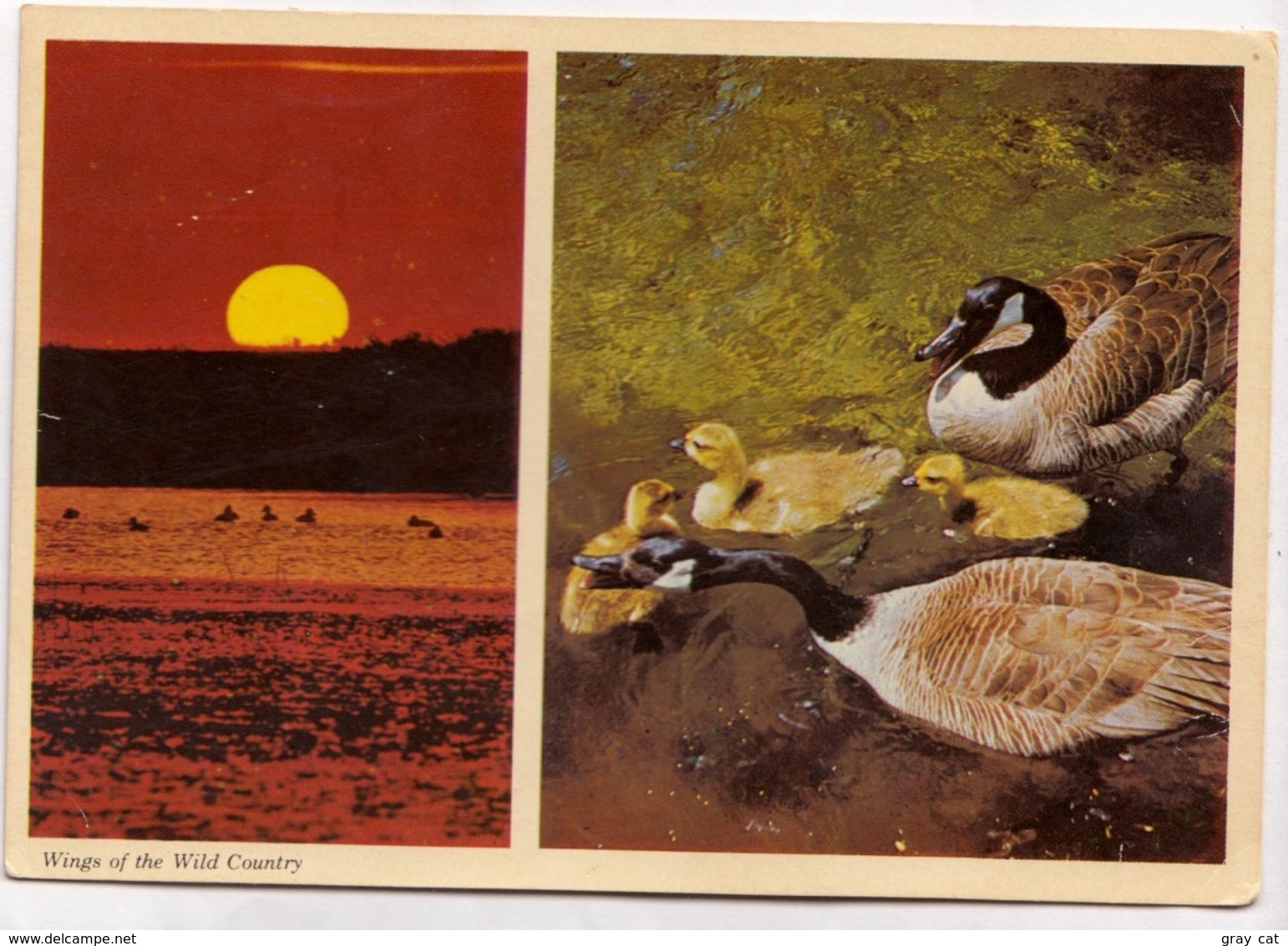 Wings Of The Wild Country, The Canada Goose, 1972 Used Postcard [23414] - Birds