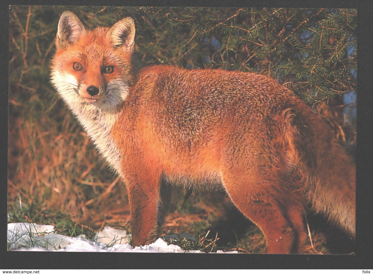 Hautes Fagnes Belges - Renard / Fuchs / Vos - Autres & Non Classés