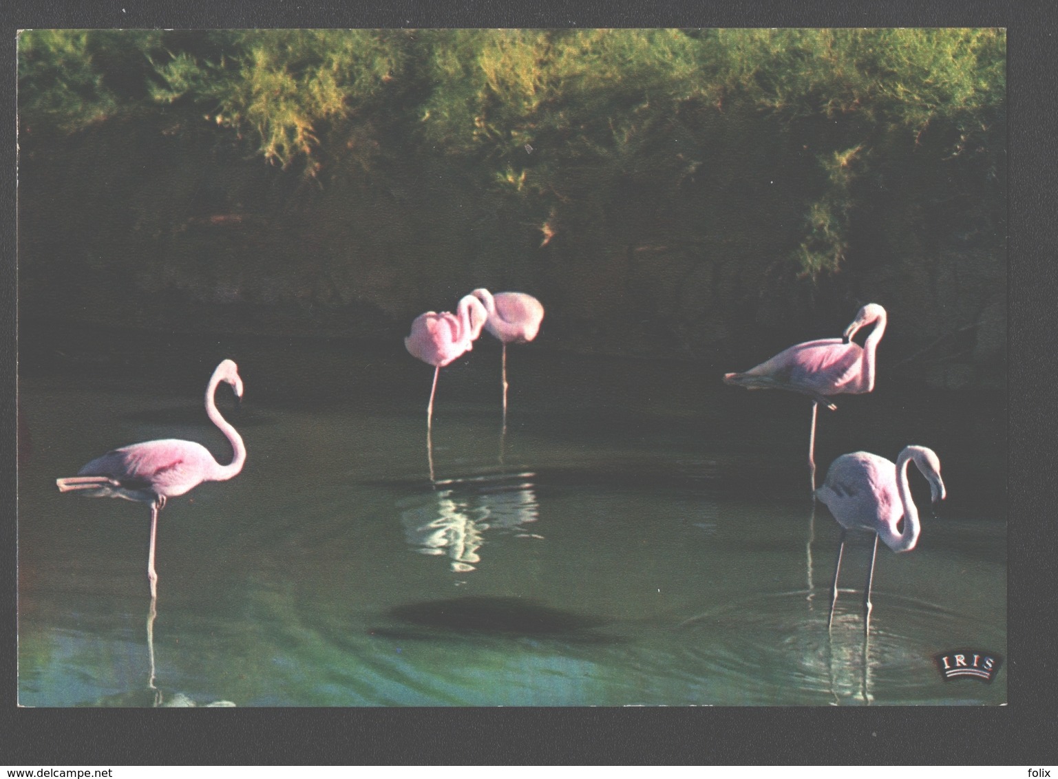 Pink Flamingos / Rosa Flamingos - Oiseaux