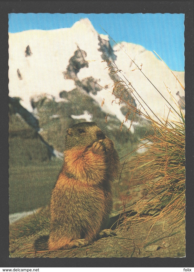 Murmeltier Am Grossglockner / Marmot / Marmotte - Chats