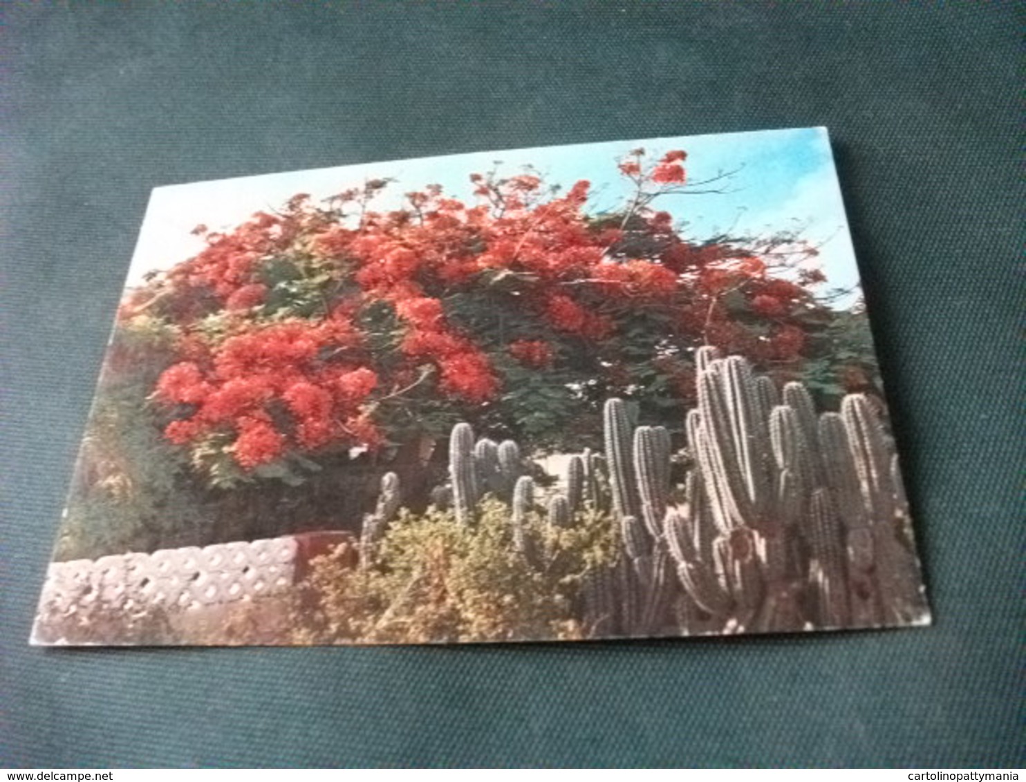 STORIA POSTALE  FRANCOBOLLO VENEZUELA ARBOL FLAMBOYANTE FLOWERING FLAMBOYANT TREE - Cactus