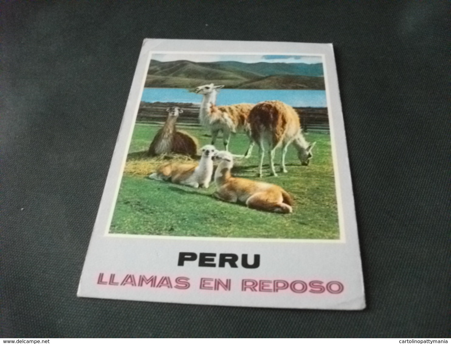 STORIA POSTALE  FRANCOBOLLO PERU' LLAMAS EN LA SIERRA LAMA A RIPOSO - Peru