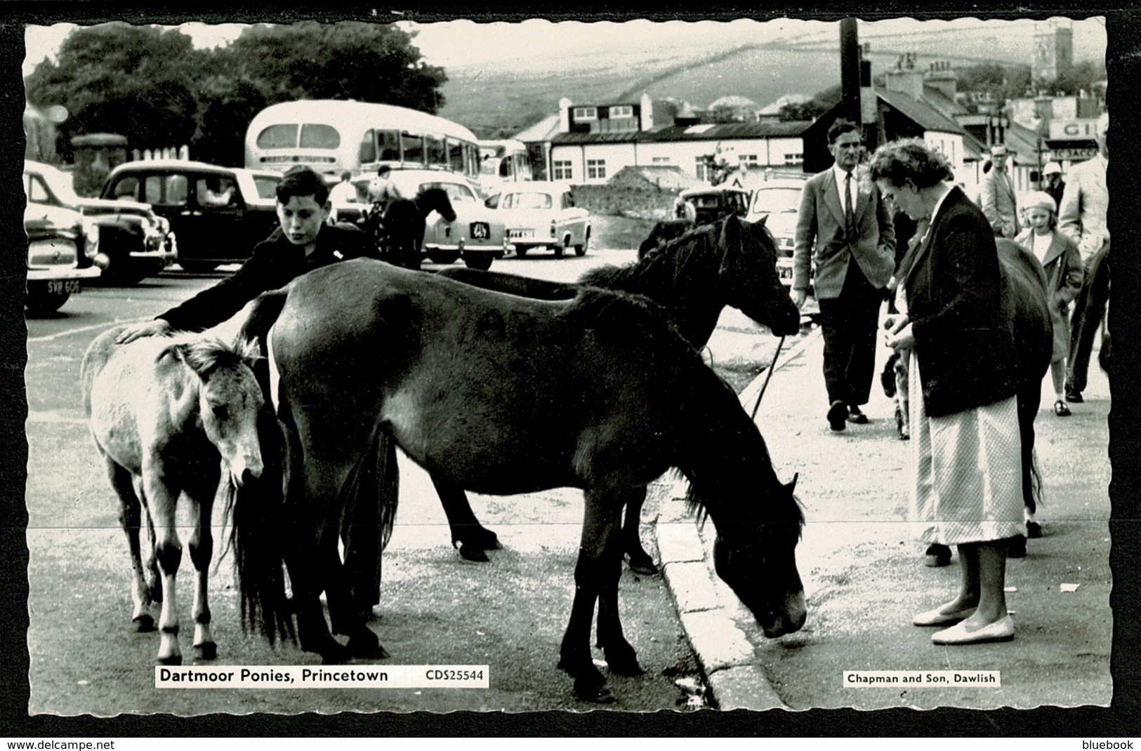 Ref 1321 - Real Photo Chapman Postcard - Dartmoor Ponies With Cars - Princetown Devon - Altri & Non Classificati