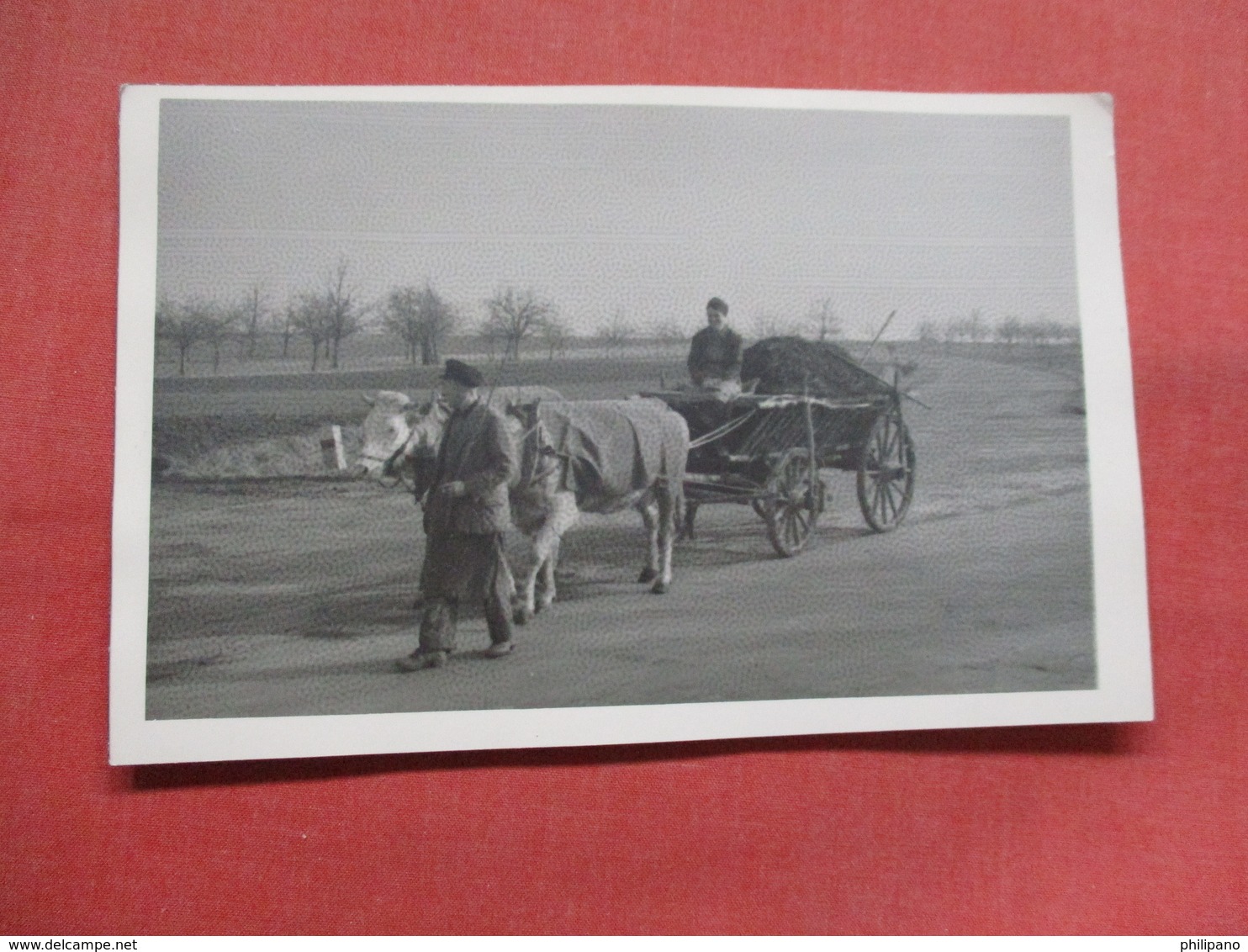 RPPC  Man With Ox Cart  -  Ref    3554 - Other & Unclassified