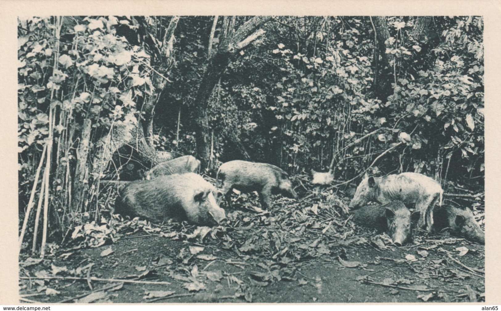 New Hebrides (Vanuatu) Ouala Boars In Jungle, C1920s/30s Vintage Postcard - Vanuatu