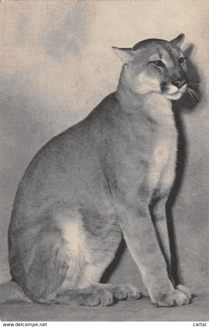 75 - PARIS - Parc Zoologique Du Bois De Vincennes - Un Puma (Amérique) - Distretto: 12