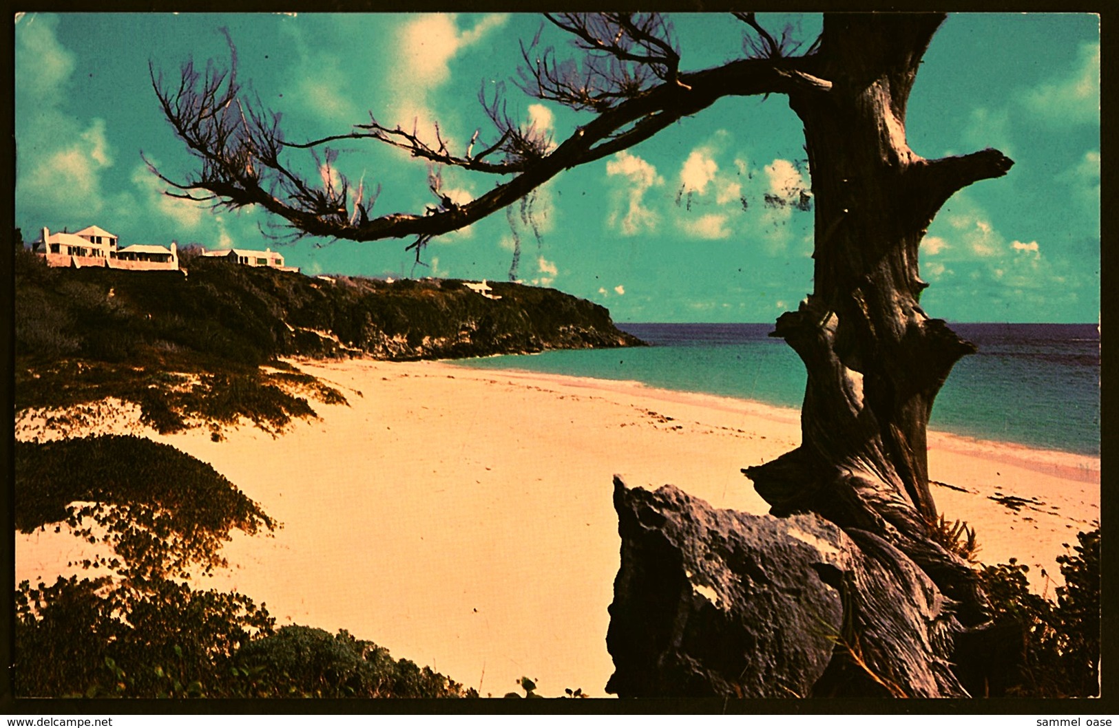 The Gnarled And Old Cedar Stands Like An Old Sentinel Guarding The West Beach In Tucker's Town  (11842) - Bermuda