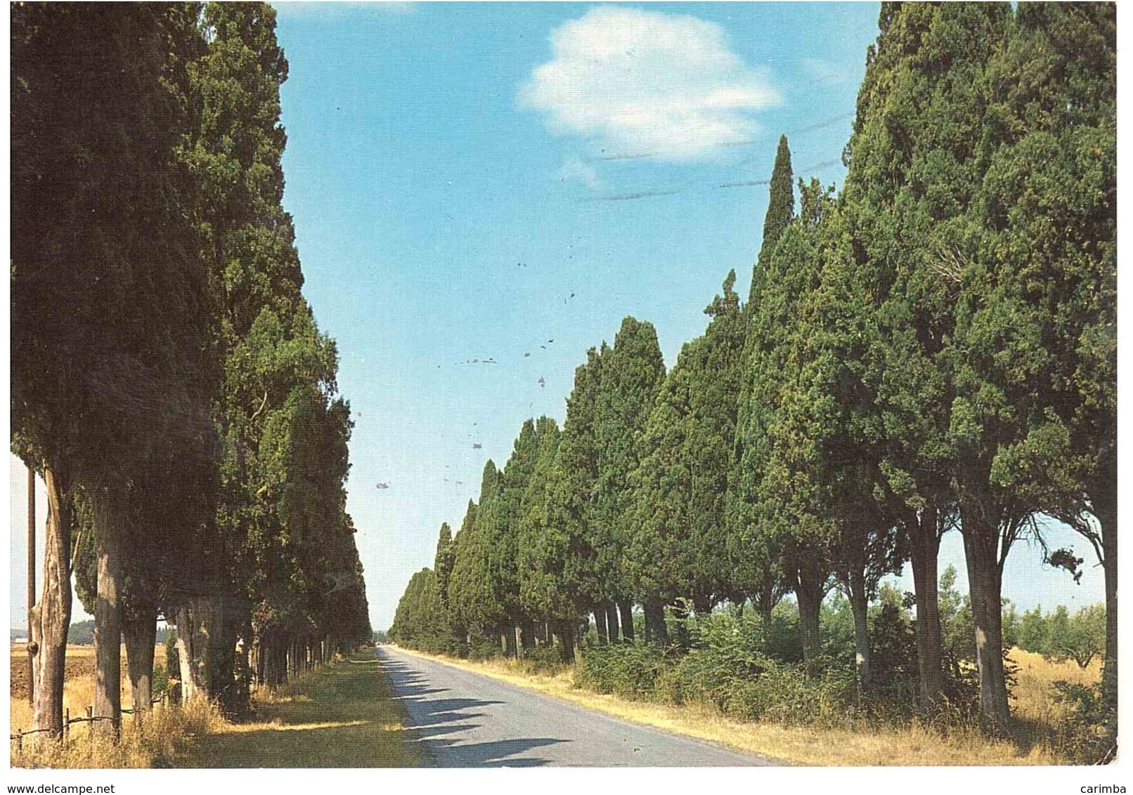 BOLGHERI IL VIALE DI S.GUIDO - Livorno