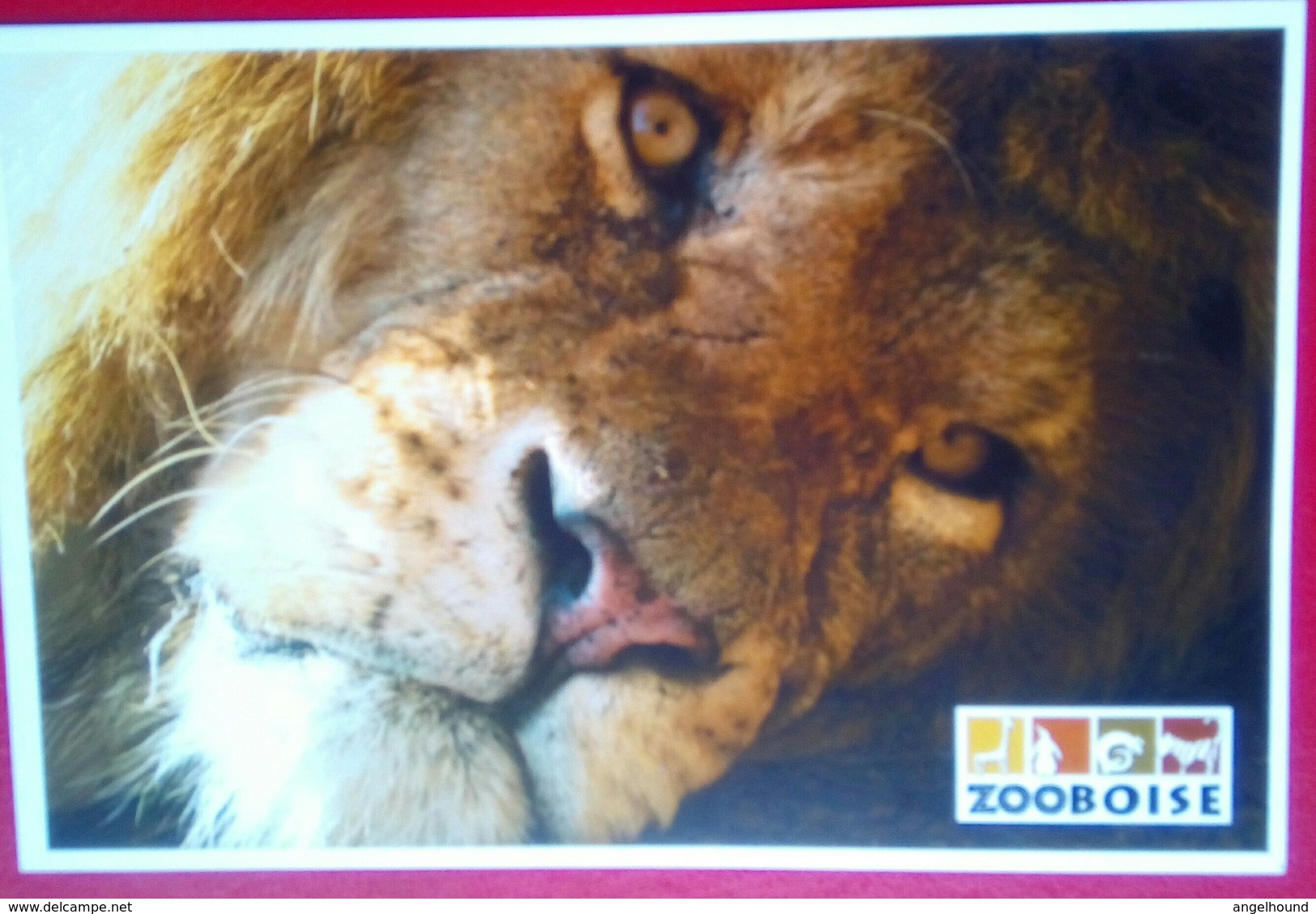 Zoo Boise   Lion - Boise