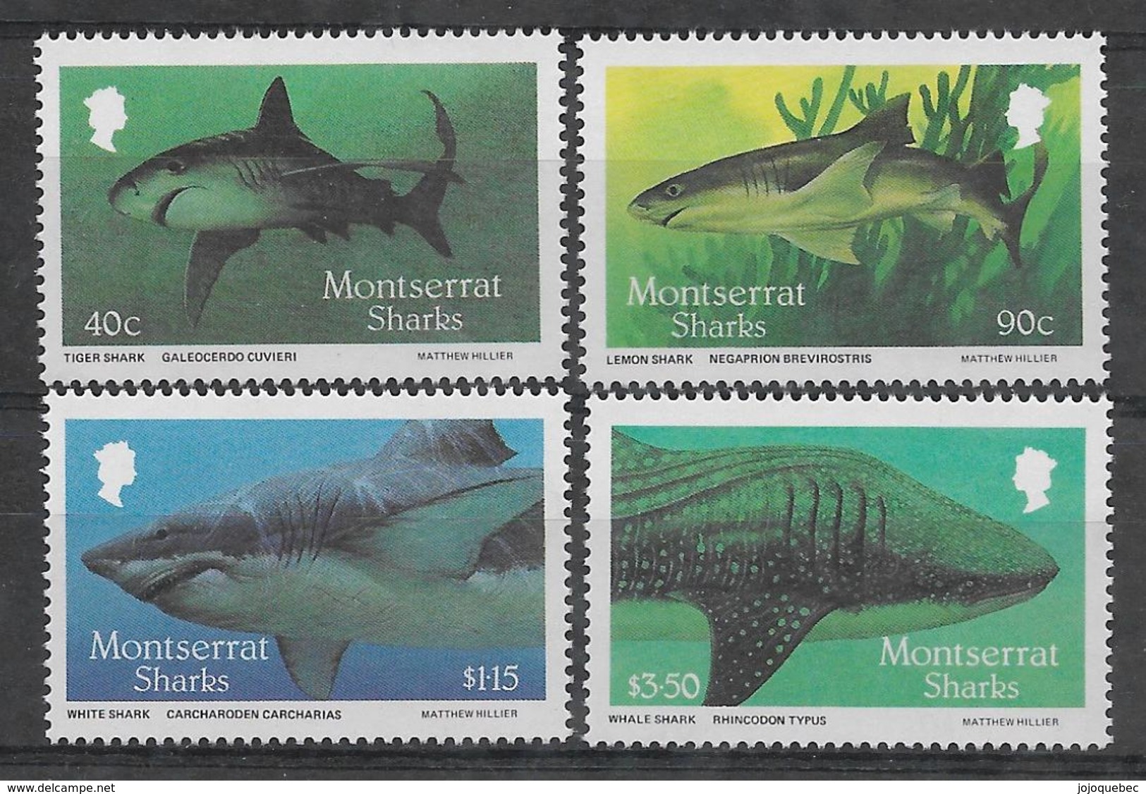 Montserrat Neufs Sans Charniére, Legère Tache, MINT NEVER HINGED, TINY SPOT,  SHARKS - Montserrat