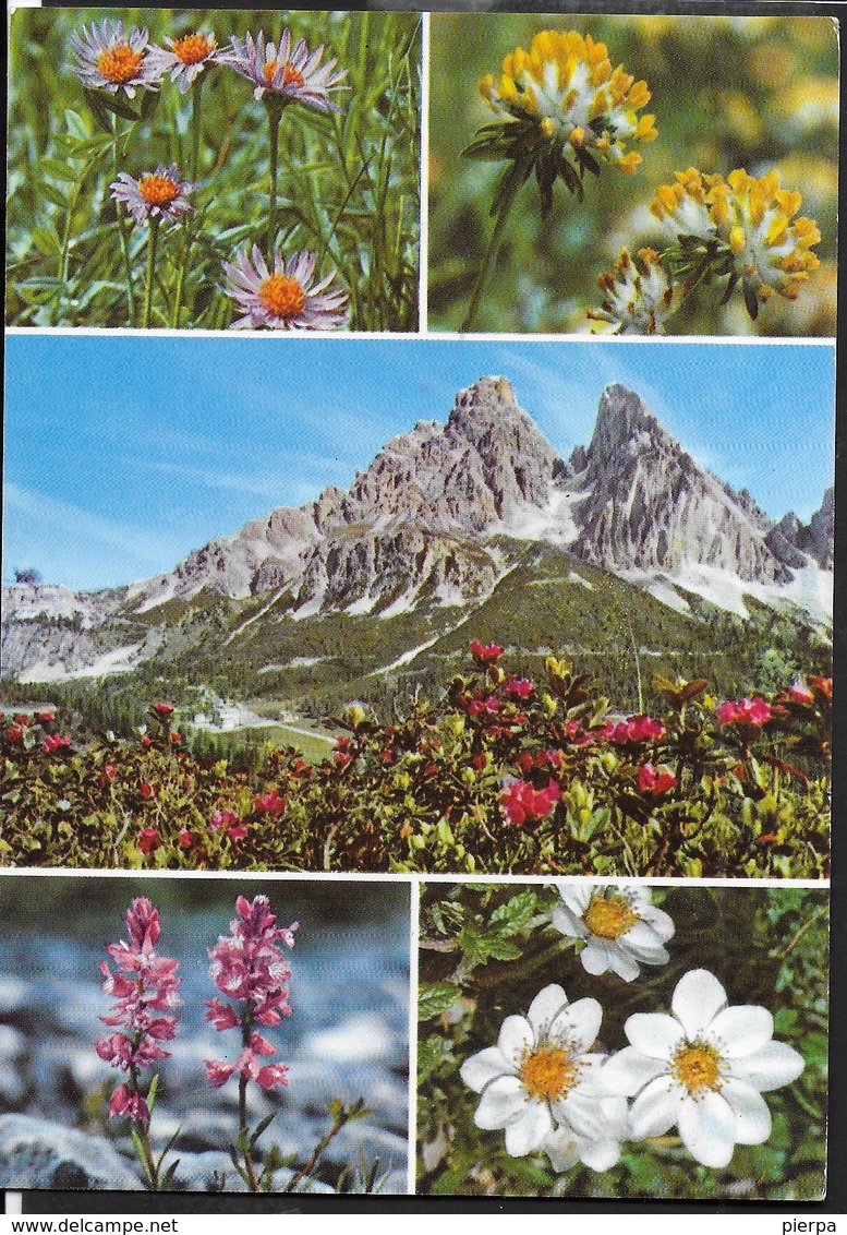 FIORI ALPINI - SCRITTA AL RETRO - Fiori