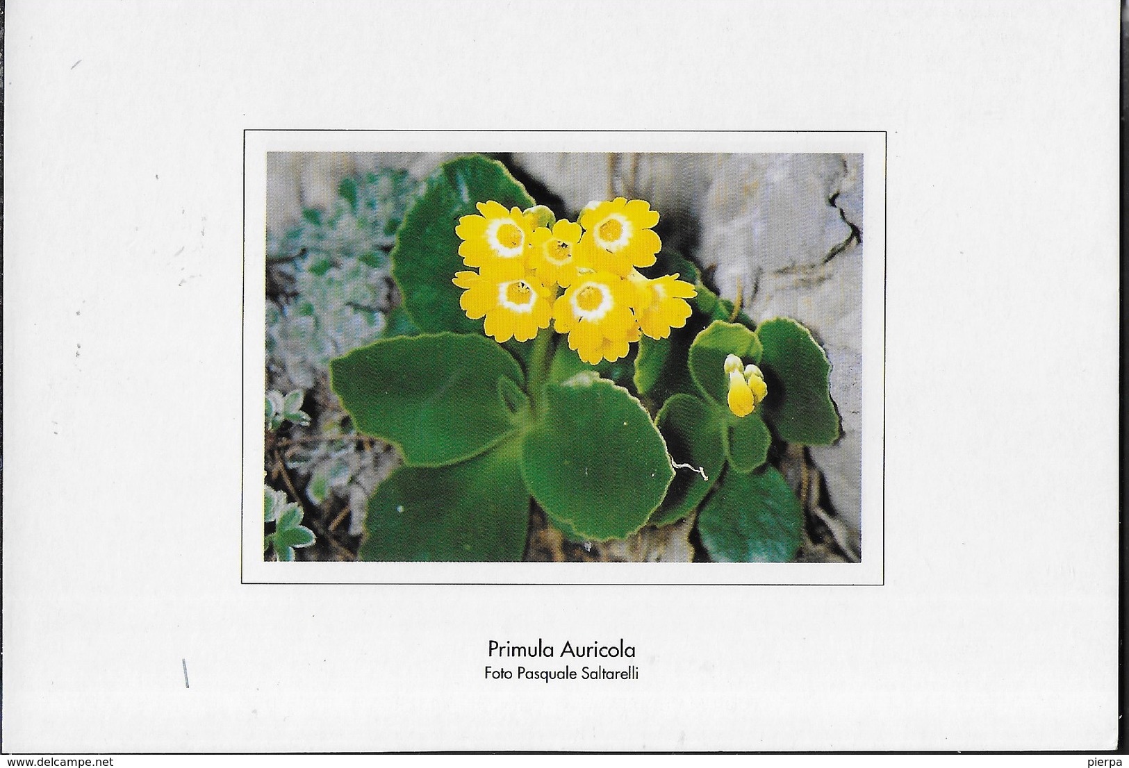 PRIMULA AURICOLA - FOTO SALTARELLI  - NUOVA SENZA FORMULARIO - Fiori