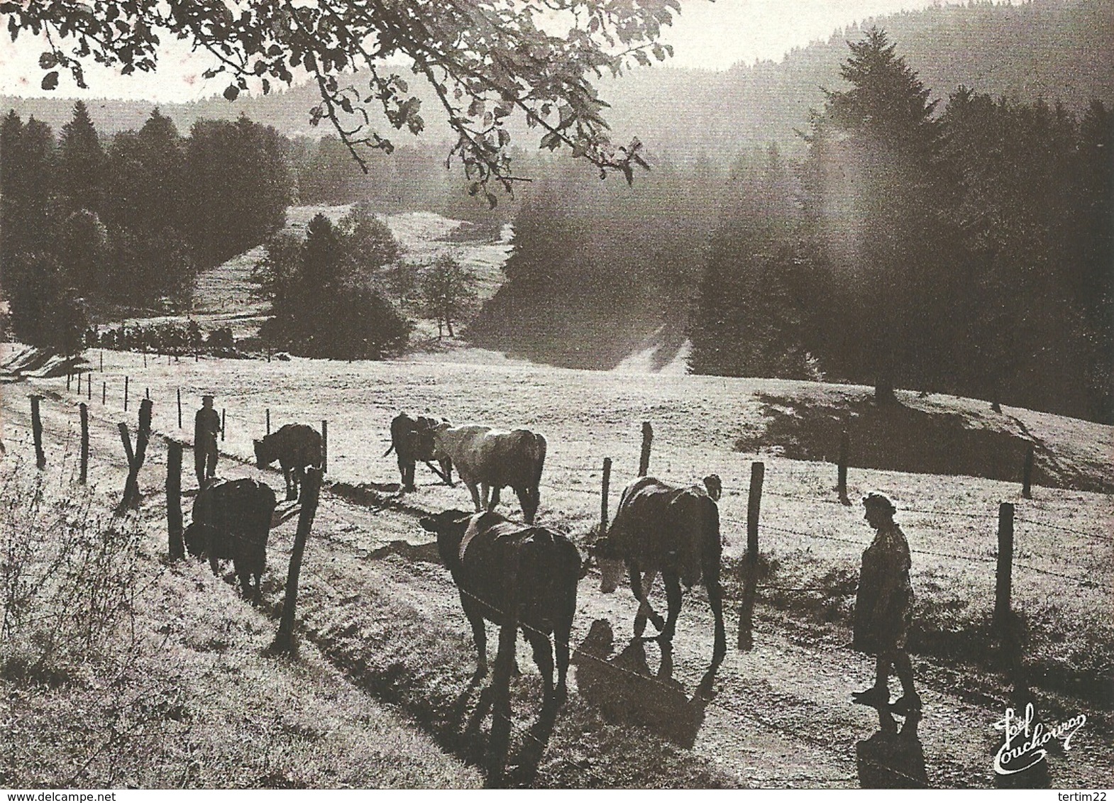 (LES VIEUX METIERS  )( AGRICULTURE  ) ( 88 VOSGES ) LES VACHES AU  PARC - Bauernhöfe