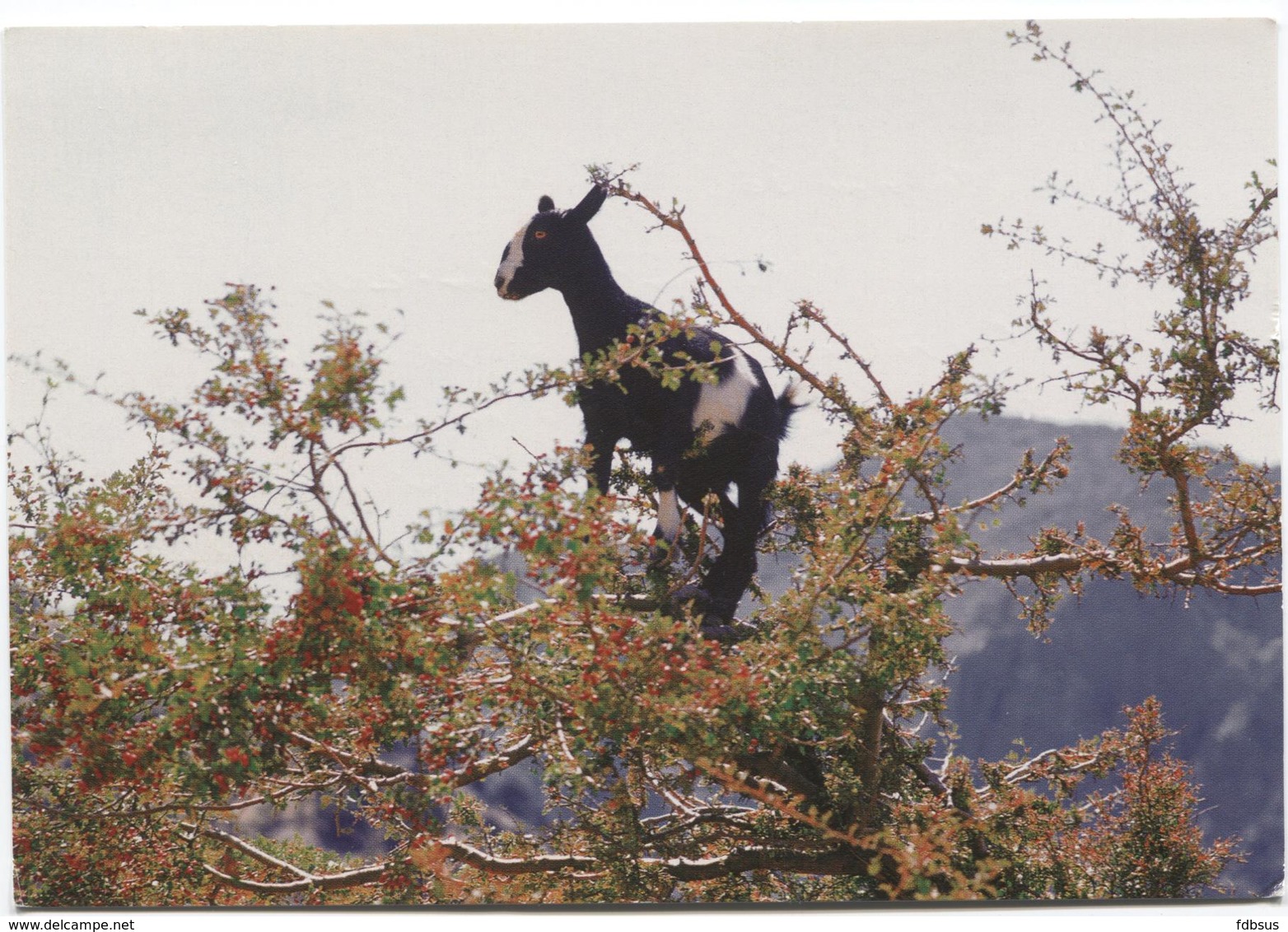 Greece Crete  Kreta  Krete  - Goat  Geit - Grèce